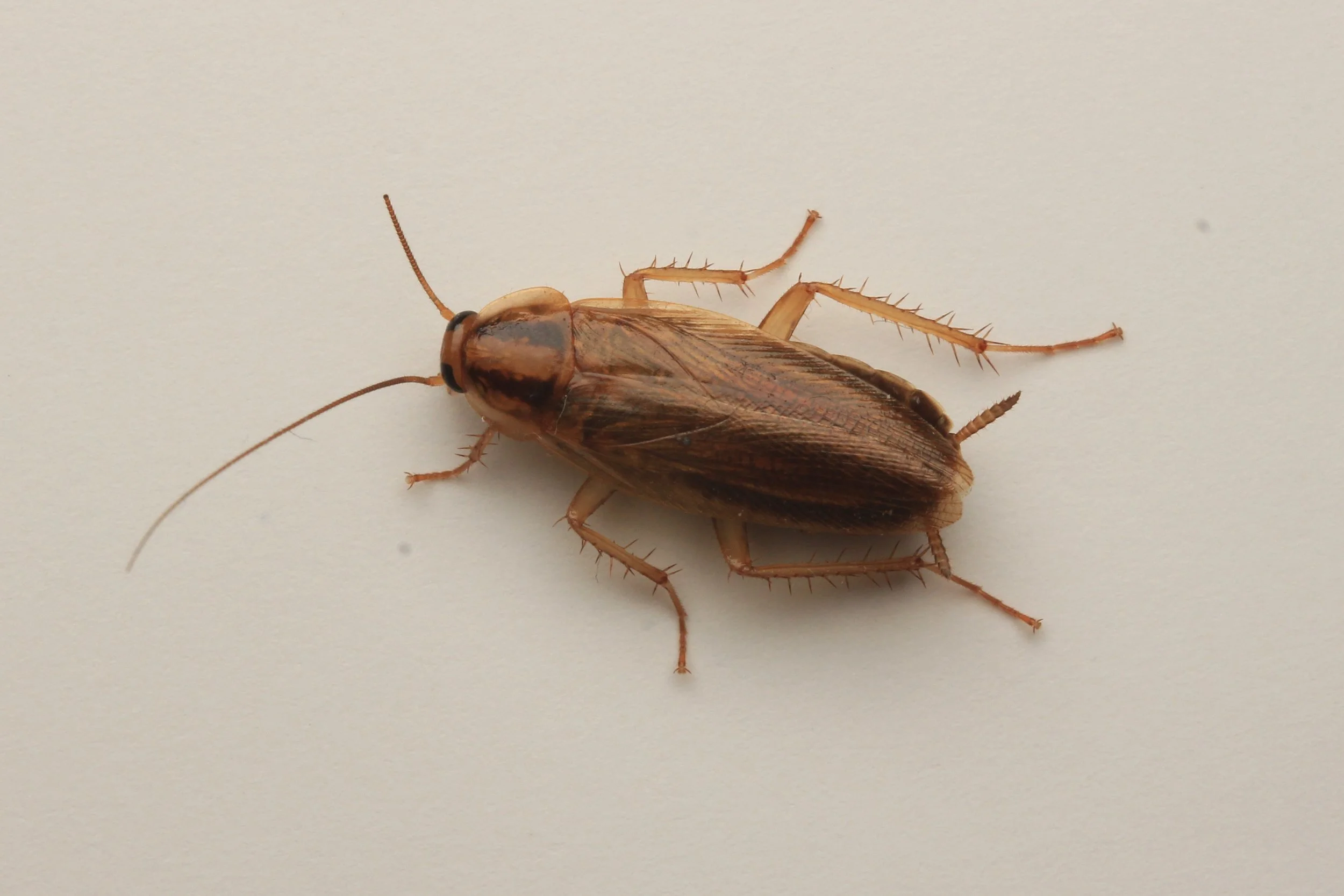 German Cockroach