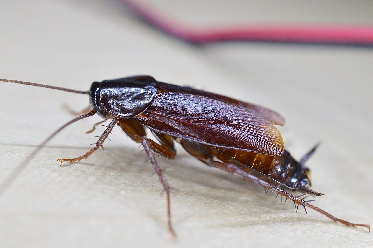 Oriental Cockroach