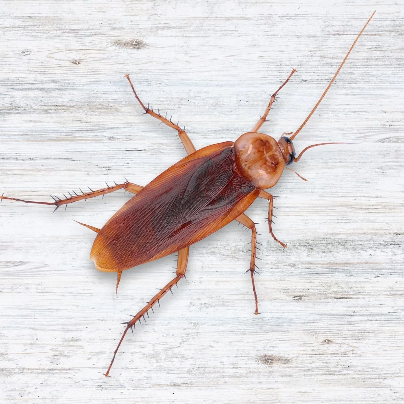 Brown-Banded Cockroach