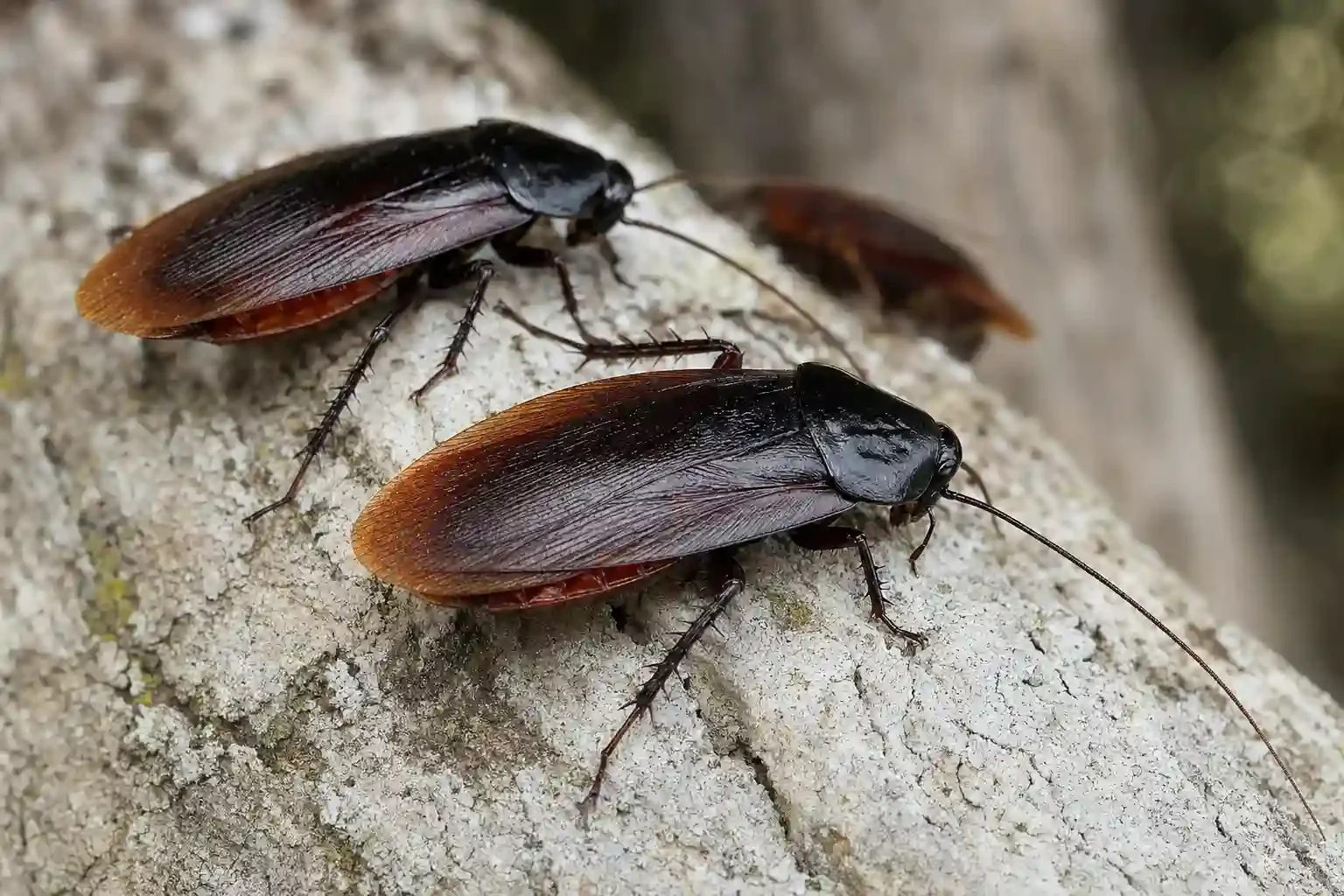 Smoky Brown Cockroach