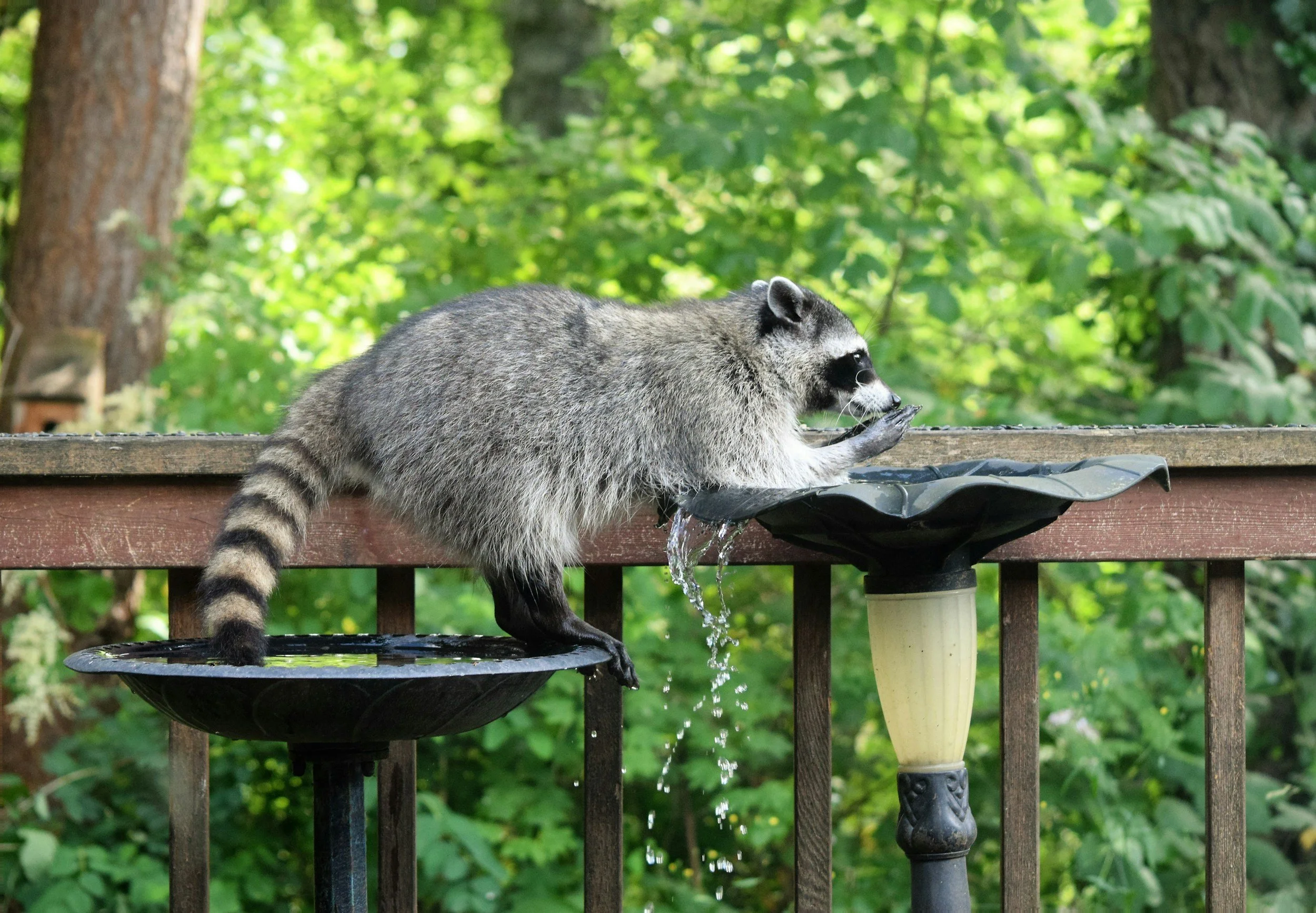 Raccoon