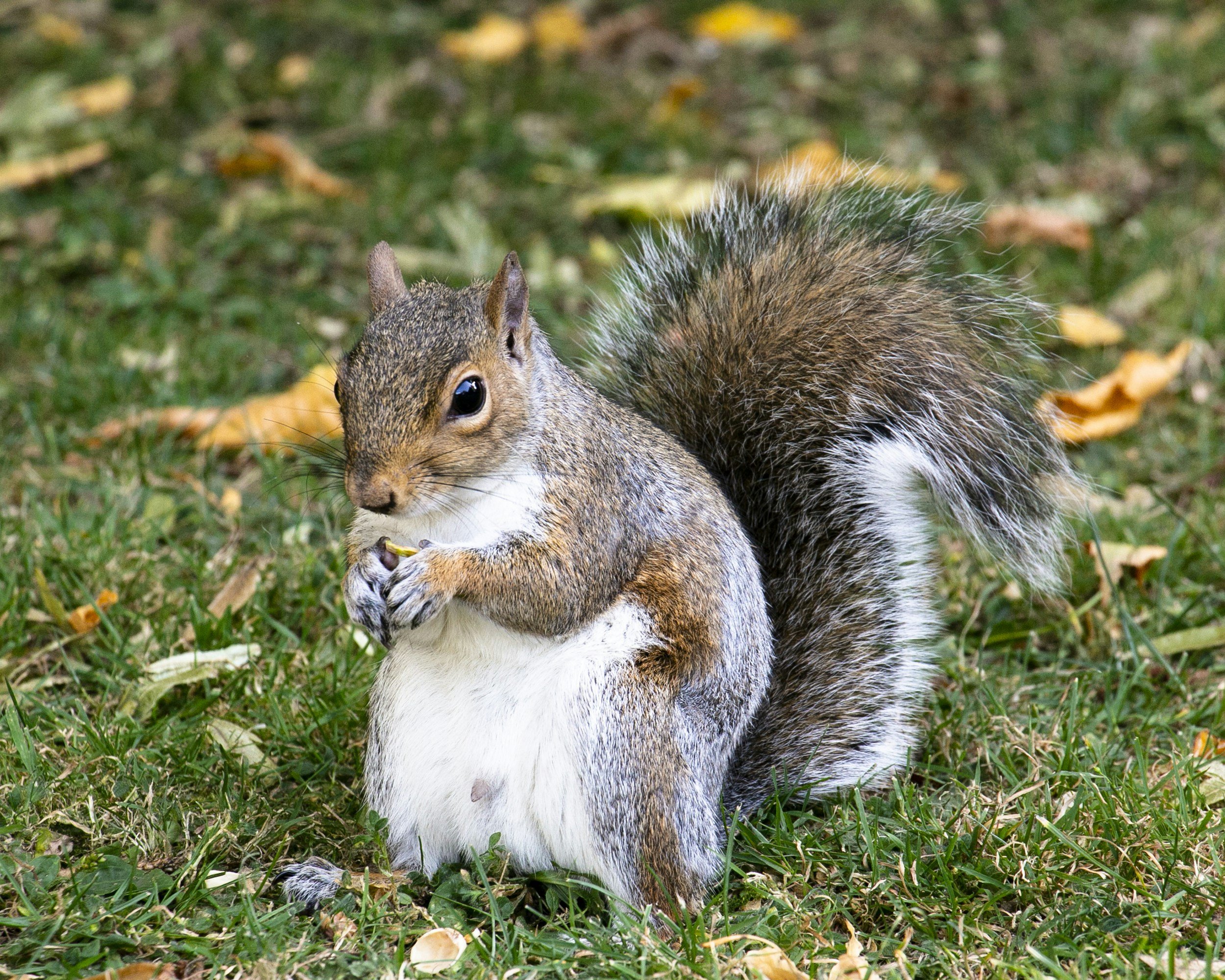 Squirrel