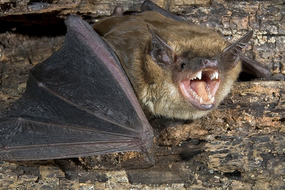 Bat