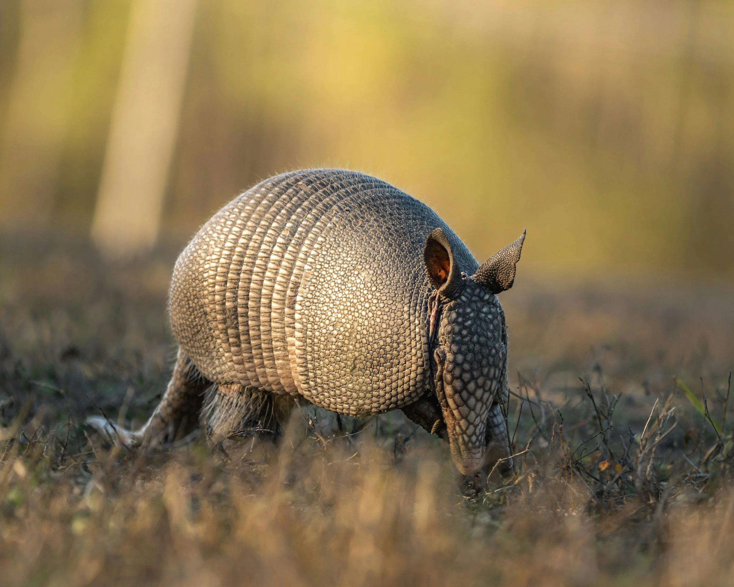 Armadillo
