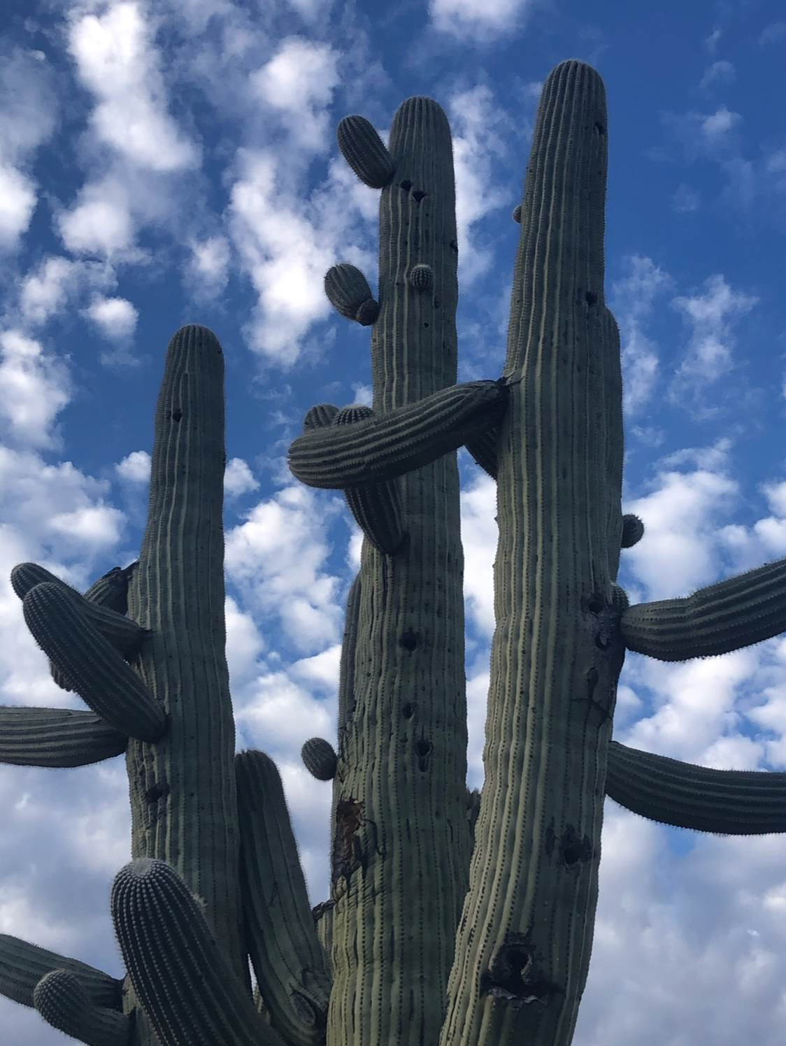 Advanced CRM® with Couples
