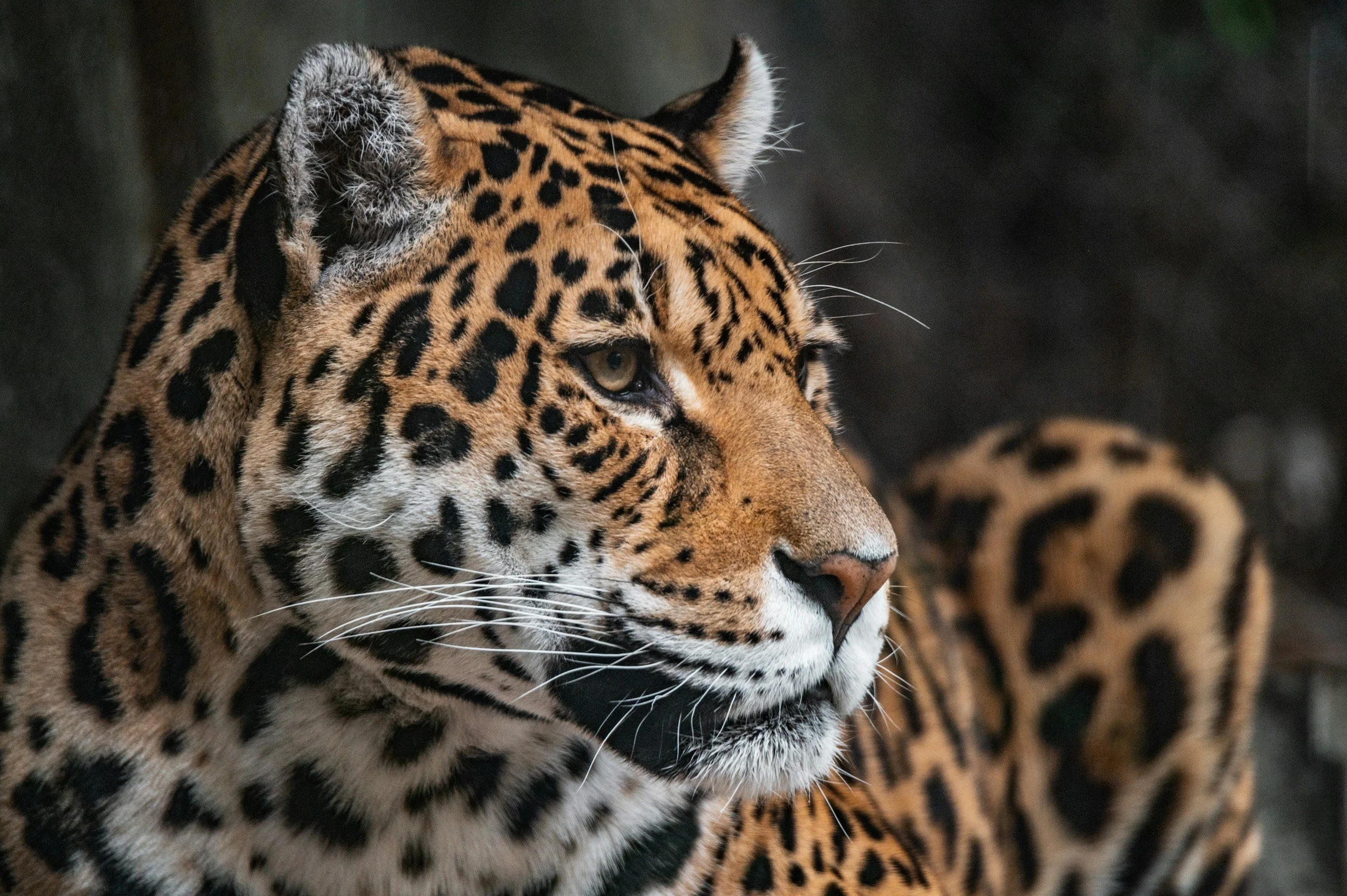 Close-up of a jaguar's face showing its spotted fur, with another jaguar partially visible in the background.