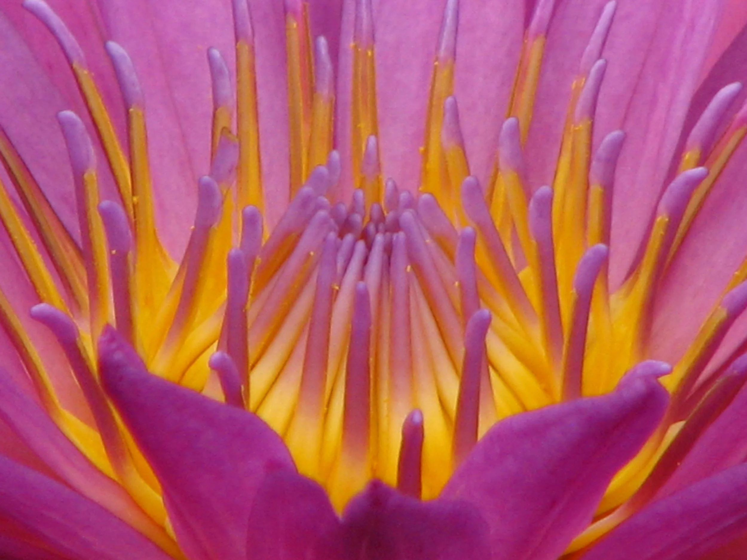 Pink-purple lotus flower.JPG