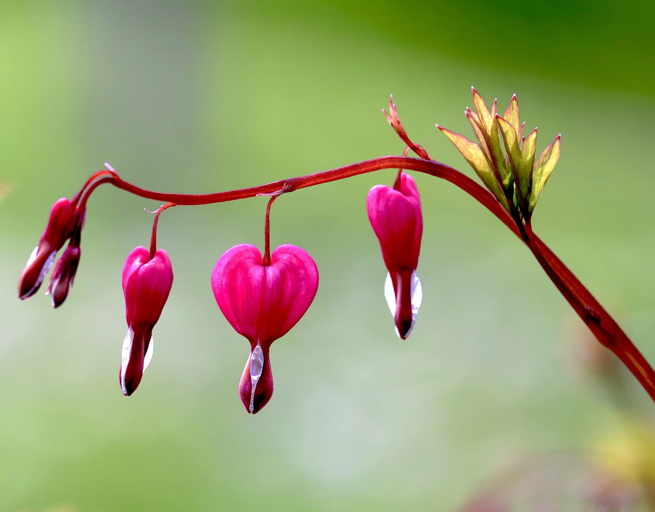 CRM™ Working With Parts, From the Heart: A Three Level Parts Work Training