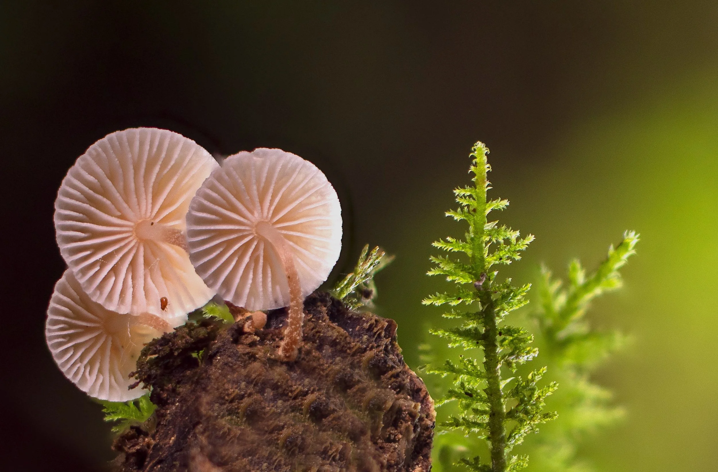 Mushrooms.jpg