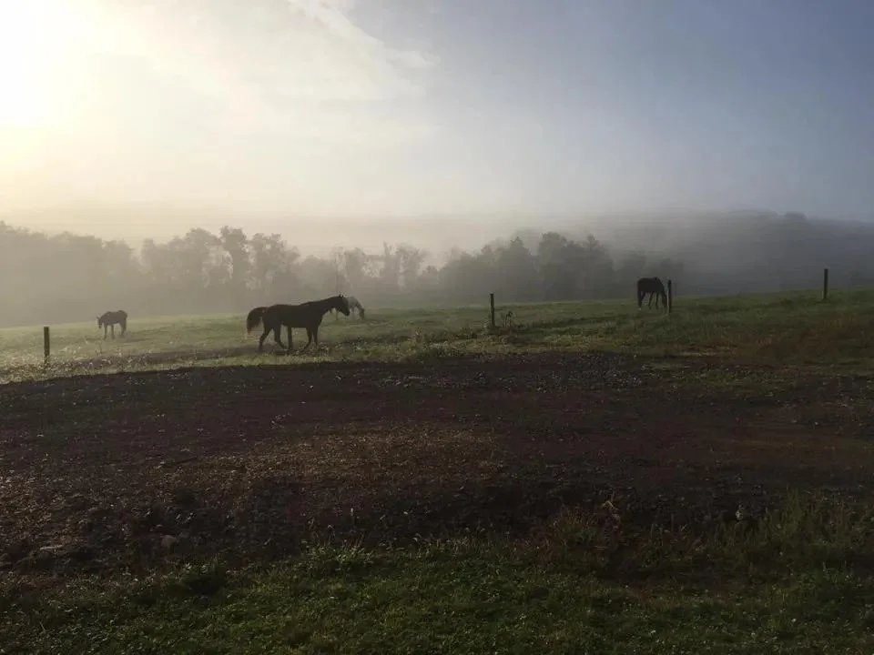 A foggy field with four horses grazing near a fence and trees in the background.