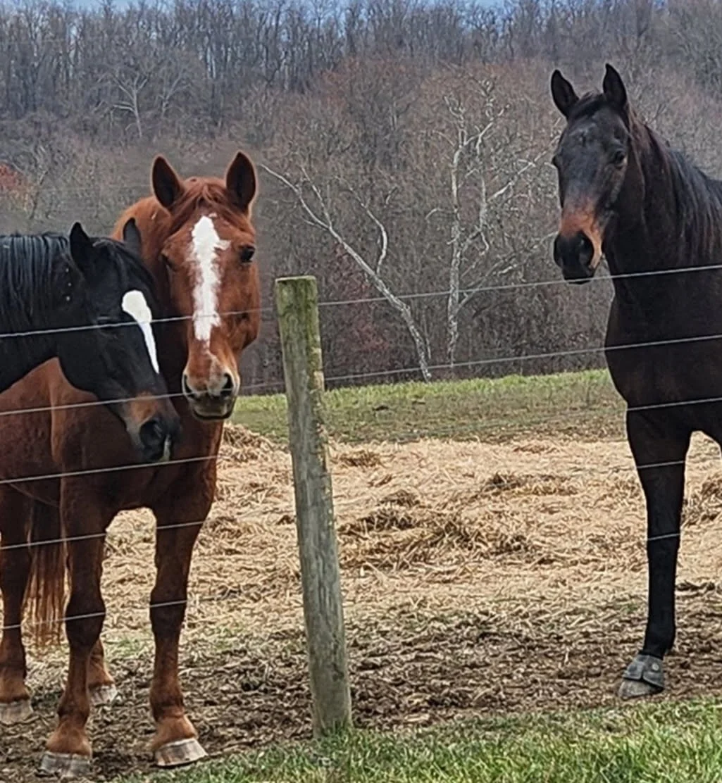 Three horses standing behind a wire fence in a grassy field with trees in the background.