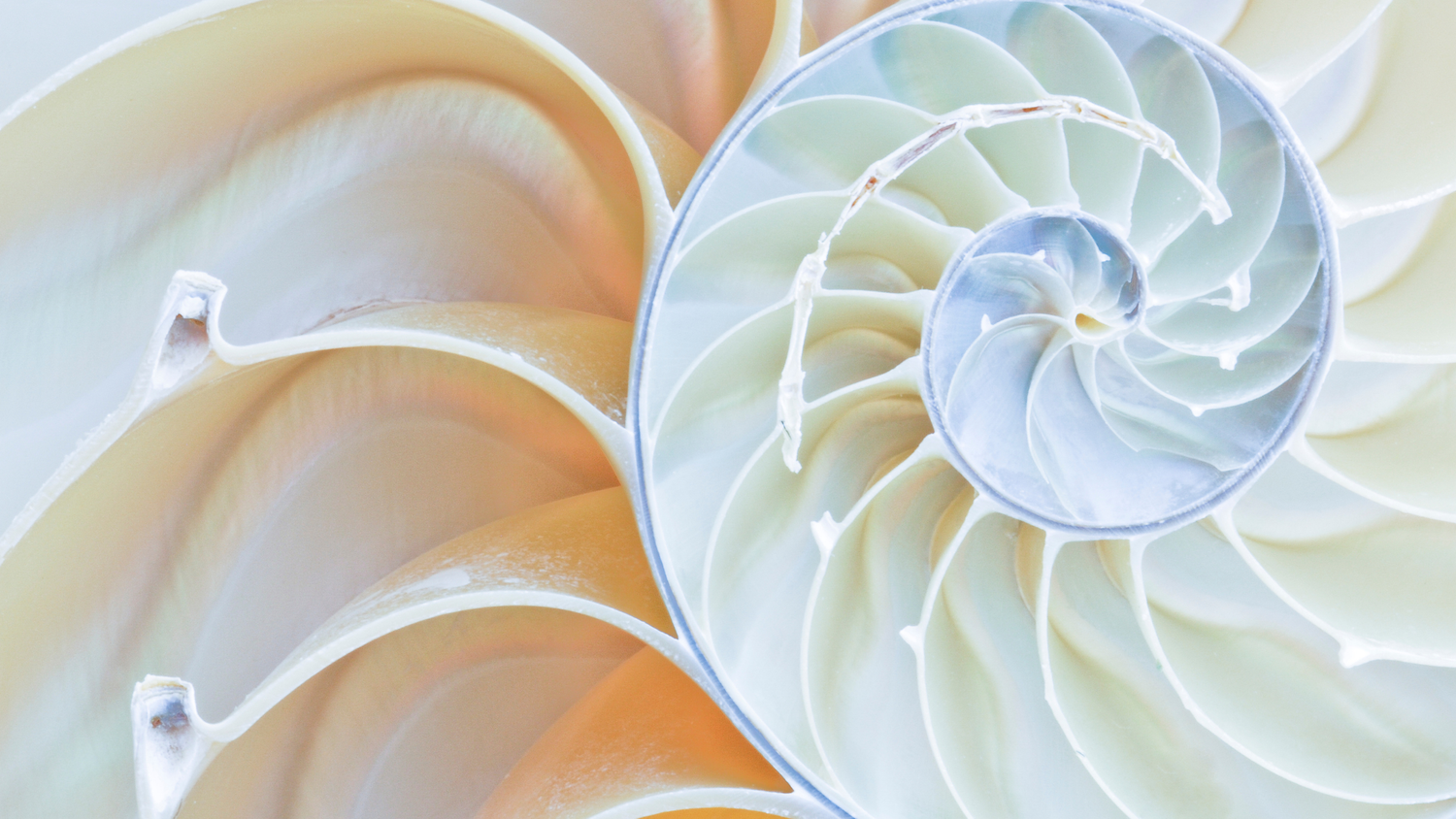 Comprehensive Resource Model® | Heal Deeply, Transform Now
