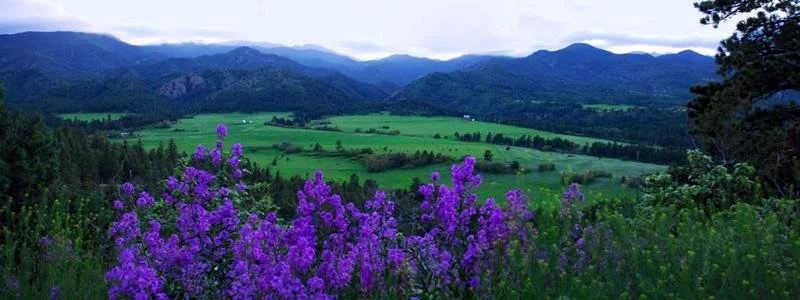 Purple wildflowers in the foreground with green fields, forested hills, and mountain range in the background under an overcast sky.
