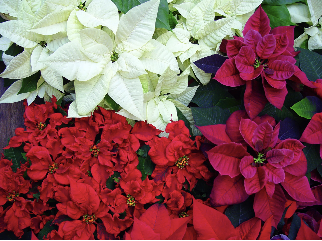 Screenshot 2025-11-22 at 10.42.21 AM.png