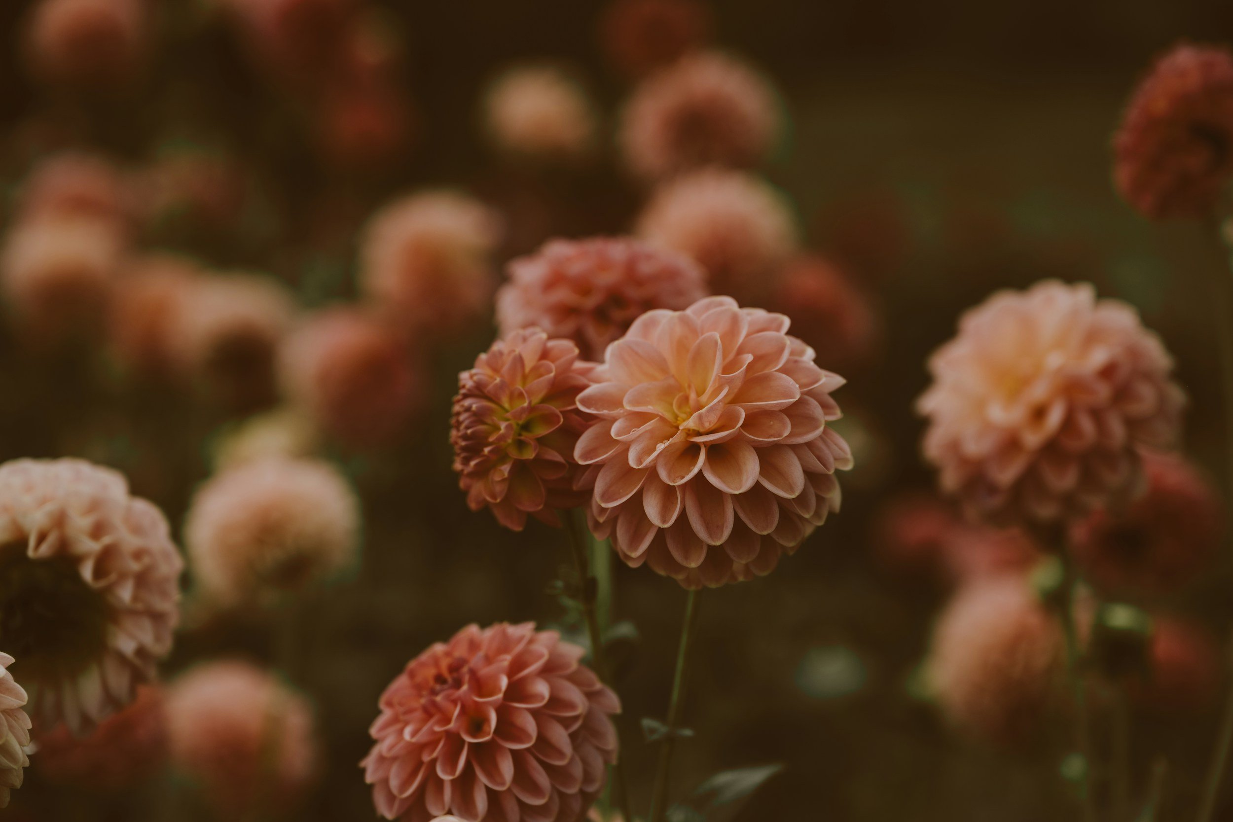 Growing Dahlias for Weddings: Behind the Scenes at Our Farm