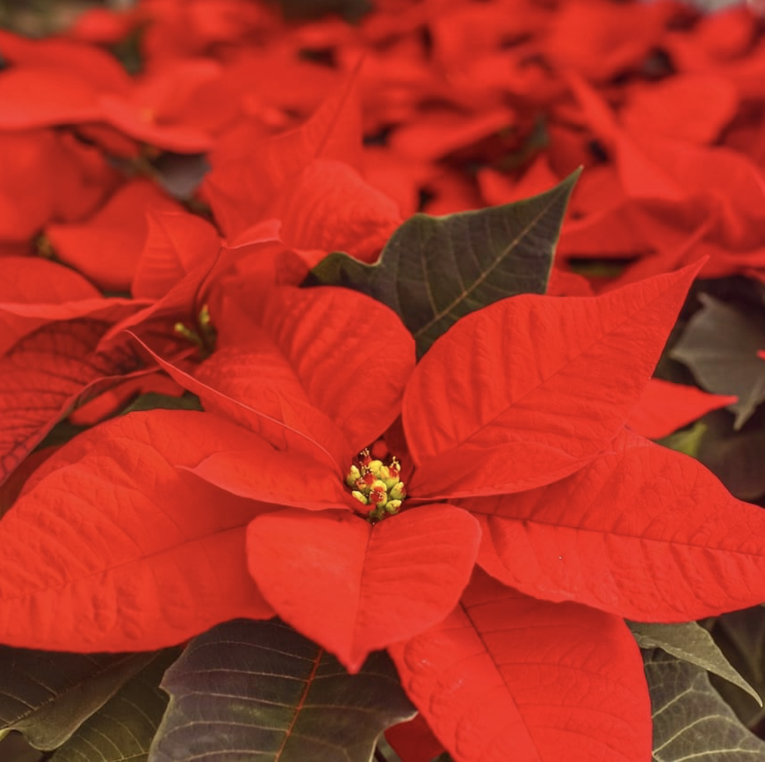 Screenshot 2025-11-22 at 10.36.46 AM.png