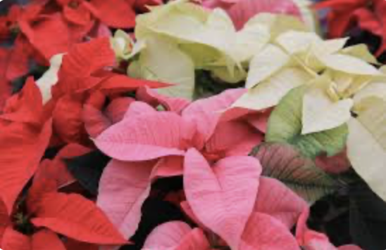 Screenshot 2025-11-22 at 10.42.38 AM.png