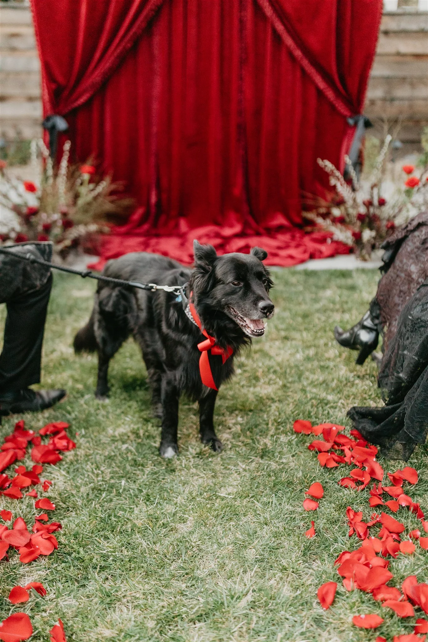 Dog at wedding ceremony with flowers