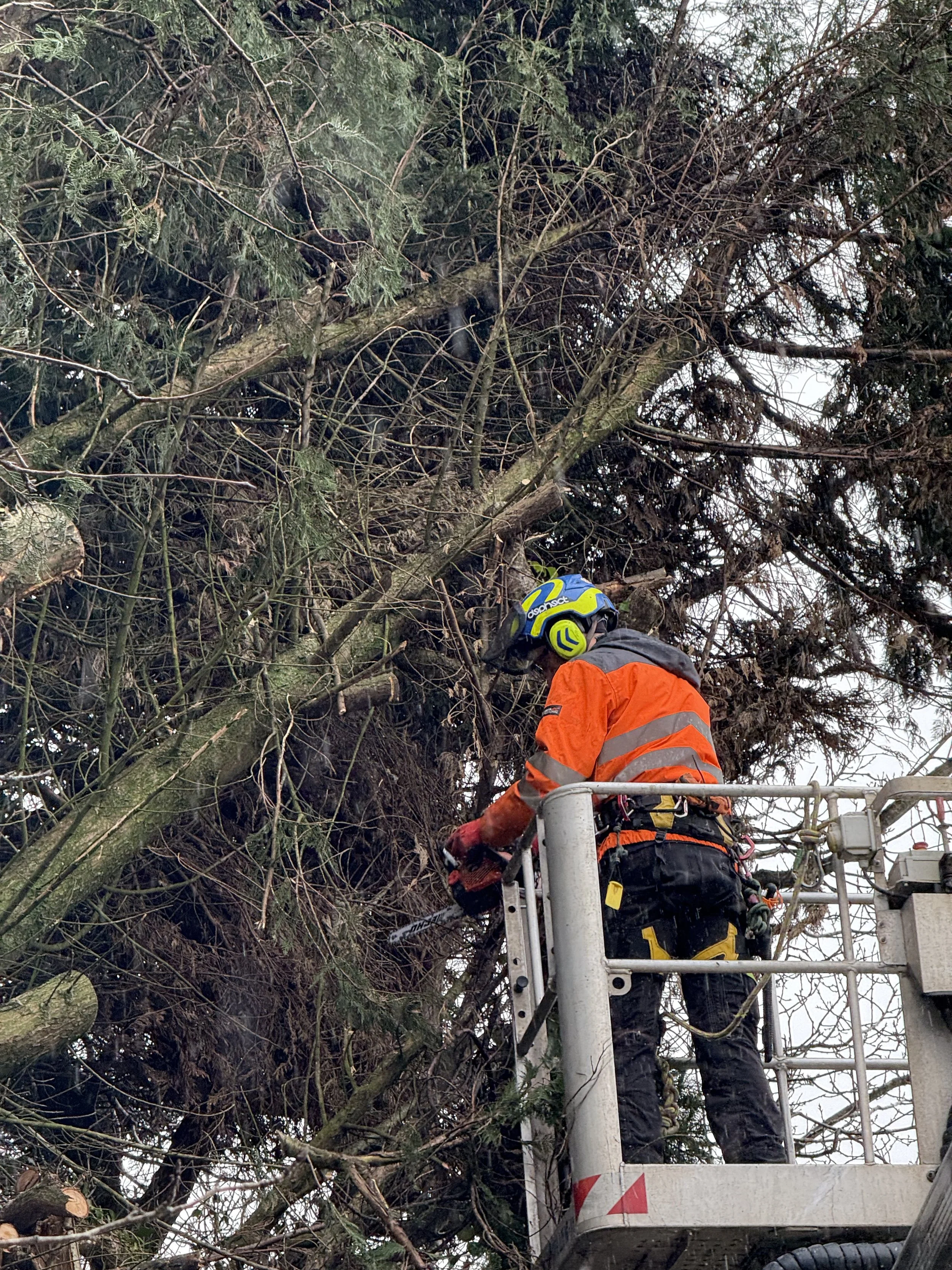 Tree surgeon carrying out tree pruning from a cherry picker in Swansea