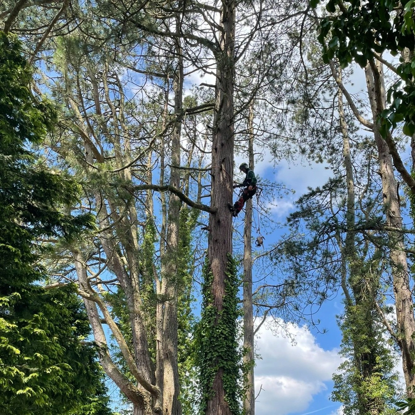 Tree surgeon removing a large tree in a residential garden in Swansea