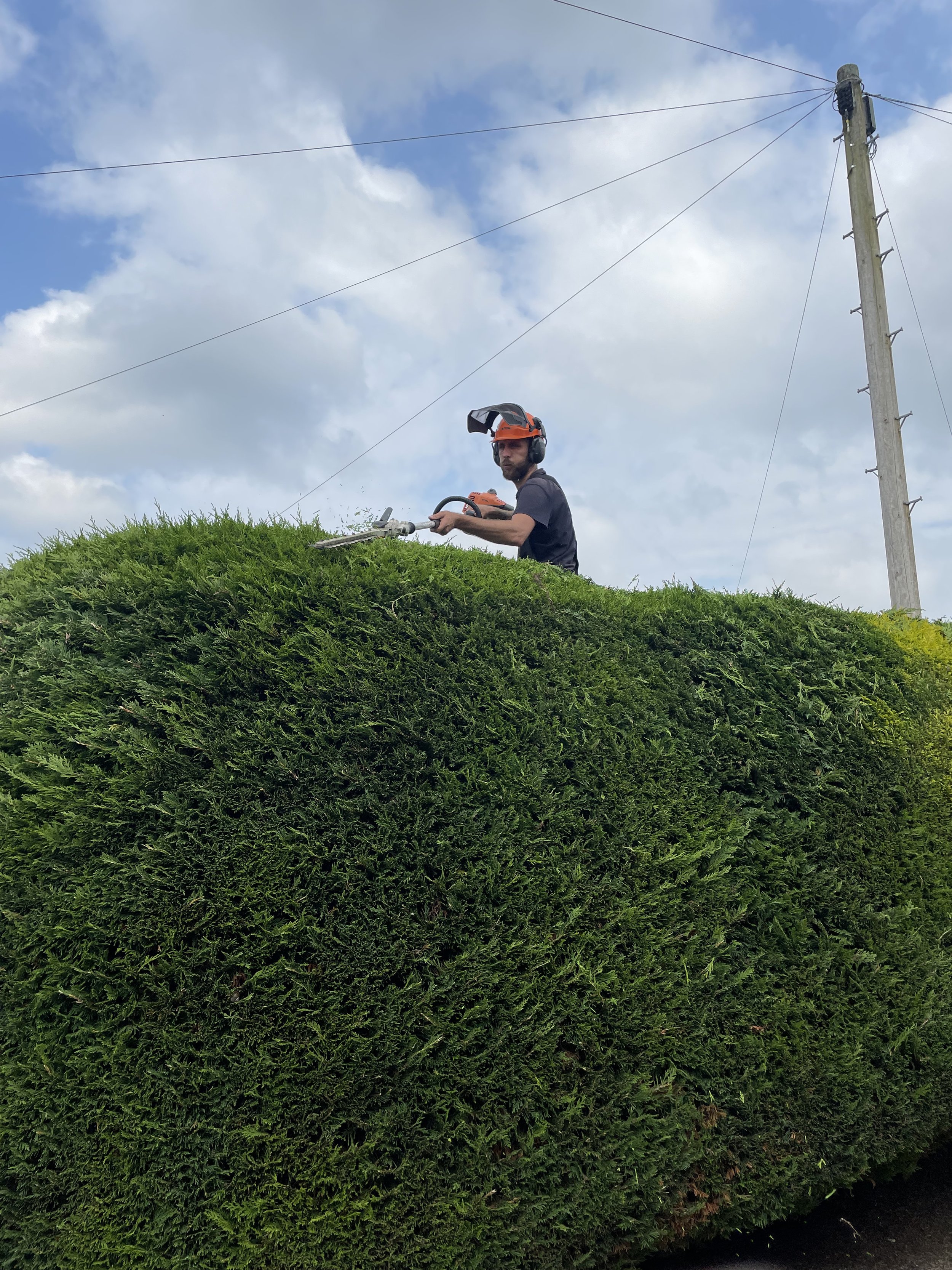 Professional hedge trimming service by Conifers From Hell in Swansea