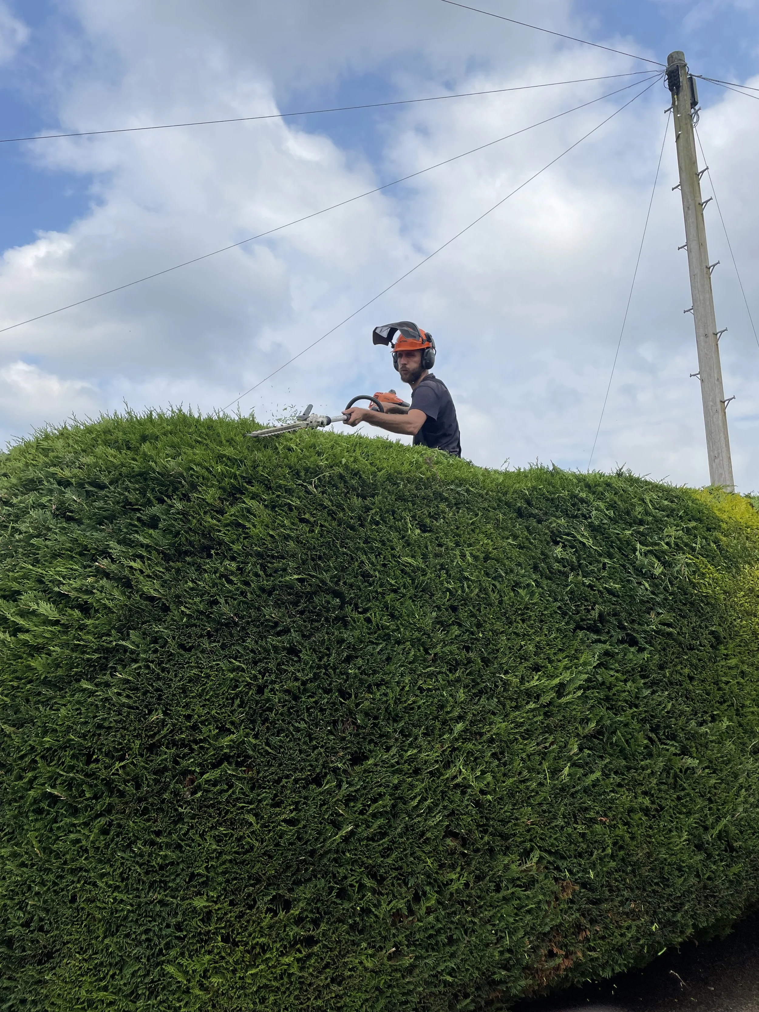 Professional hedge trimming service by Conifers From Hell in Swansea
