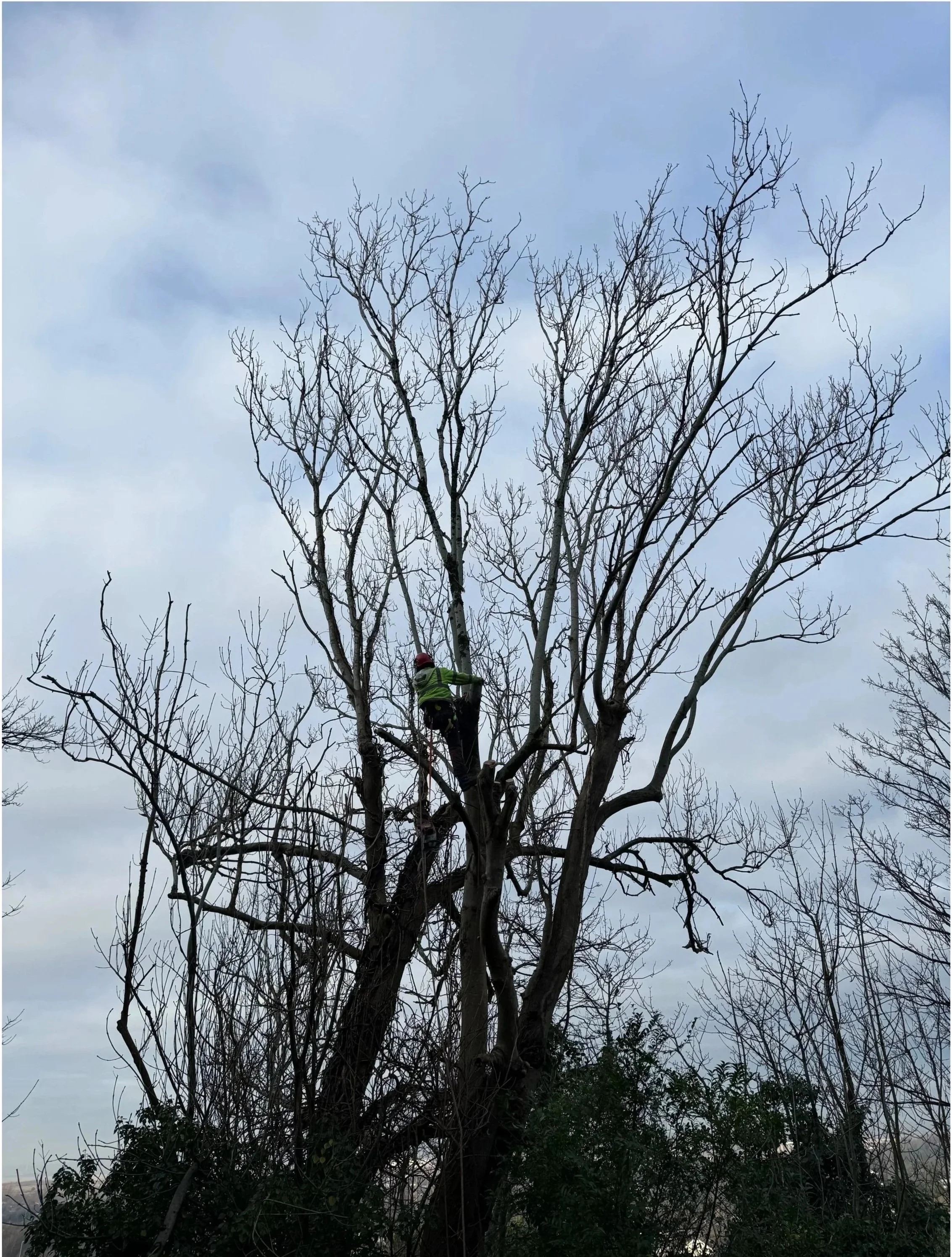 Tree surgeon pruning and carrying out crown work on a mature tree in Swansea