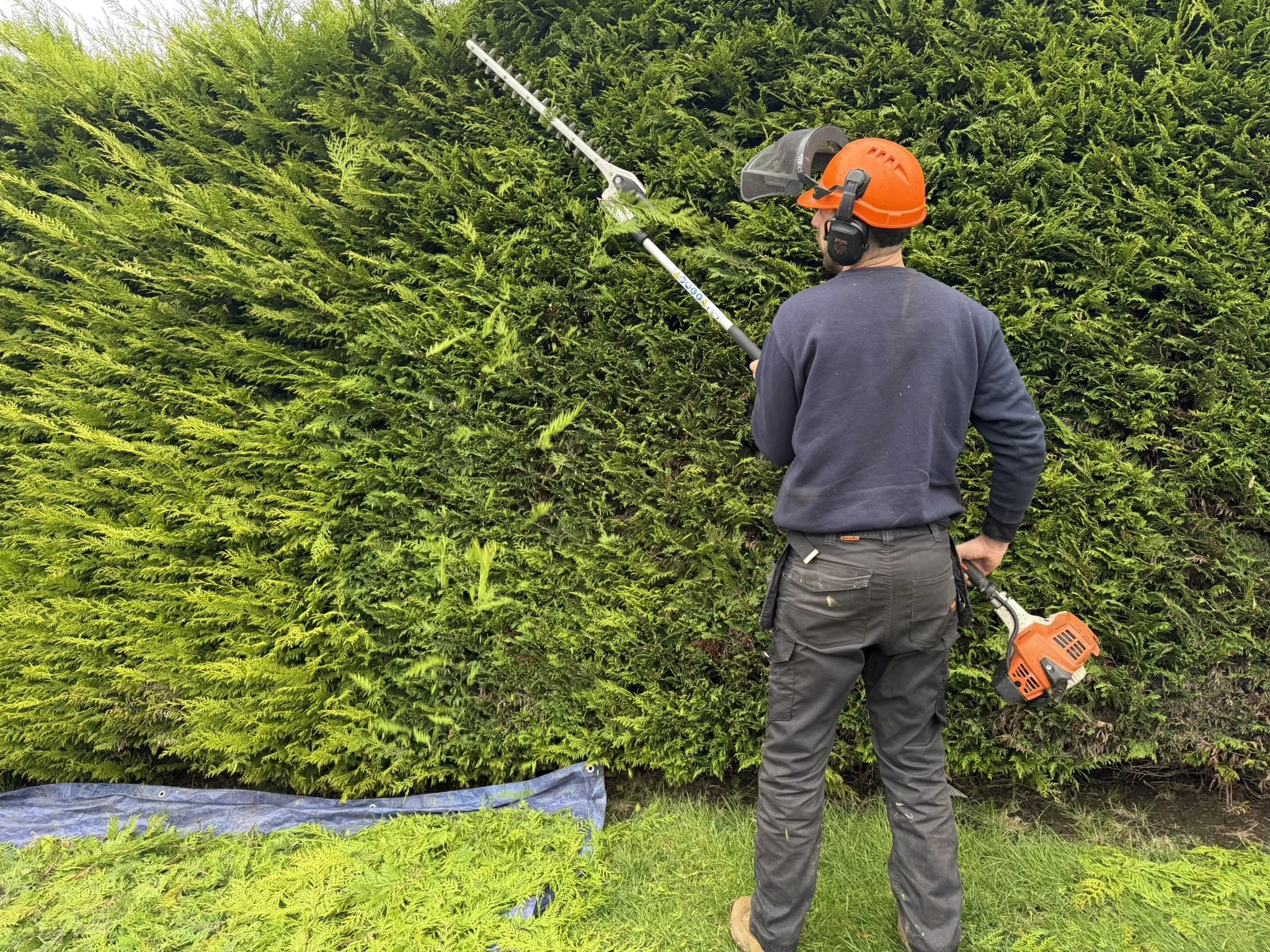 Hedge trimming service by Conifers From Hell in Swansea