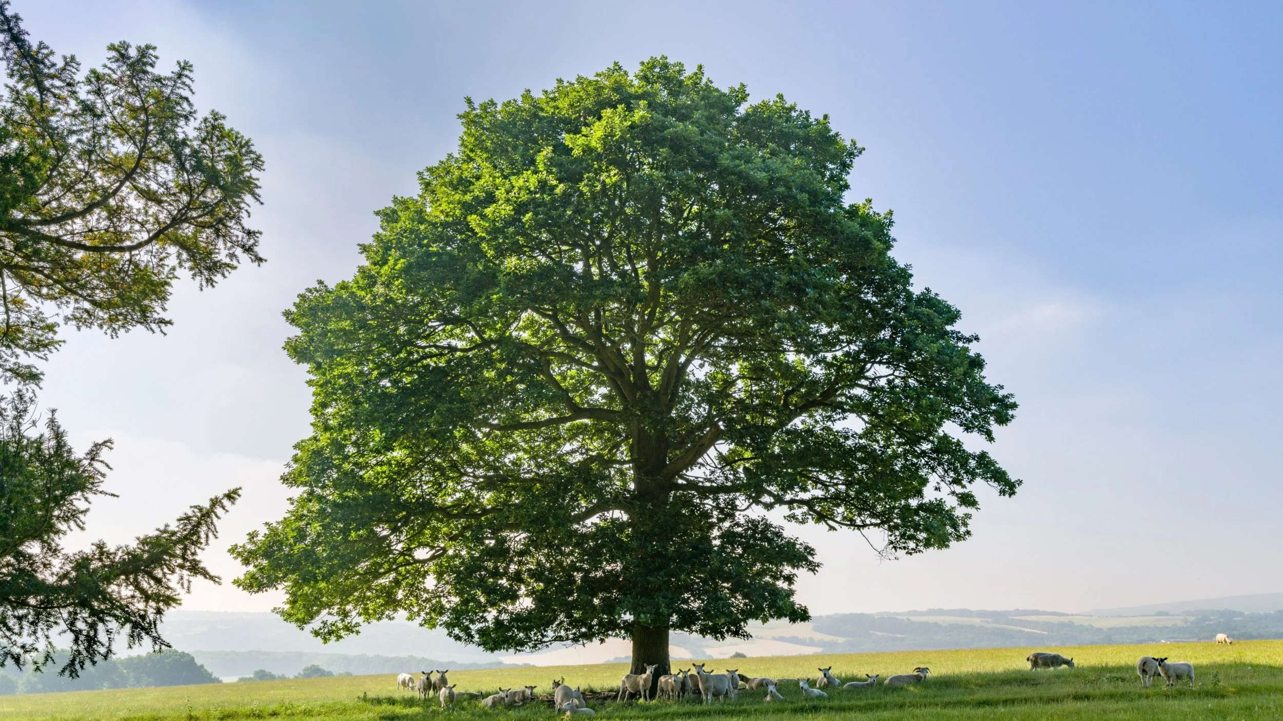 Mature tree in a field, tree care services by Conifers From Hell in Swansea and Neath Port Talbot