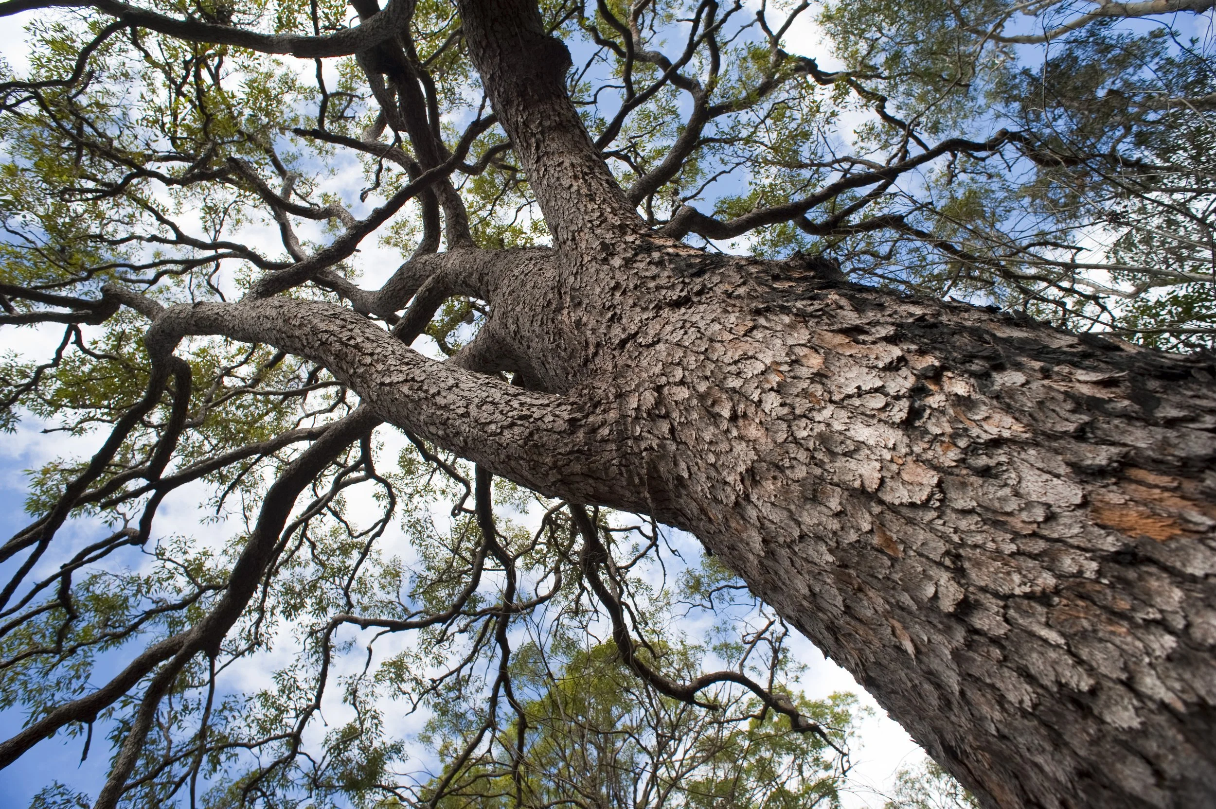 Tree surgery and crown work carried out by Conifers From Hell in Swansea