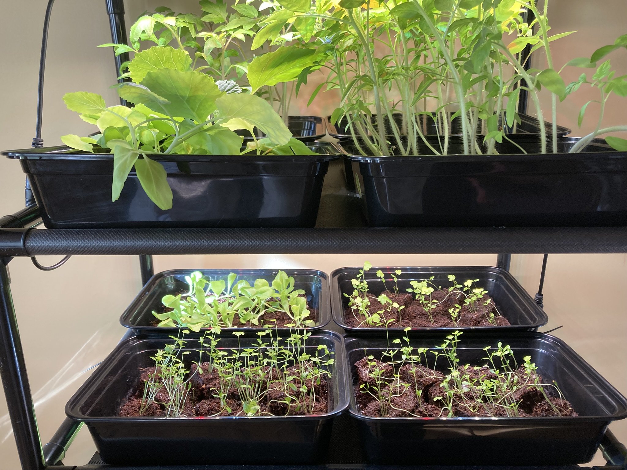 Seedlings started at home under grow lights