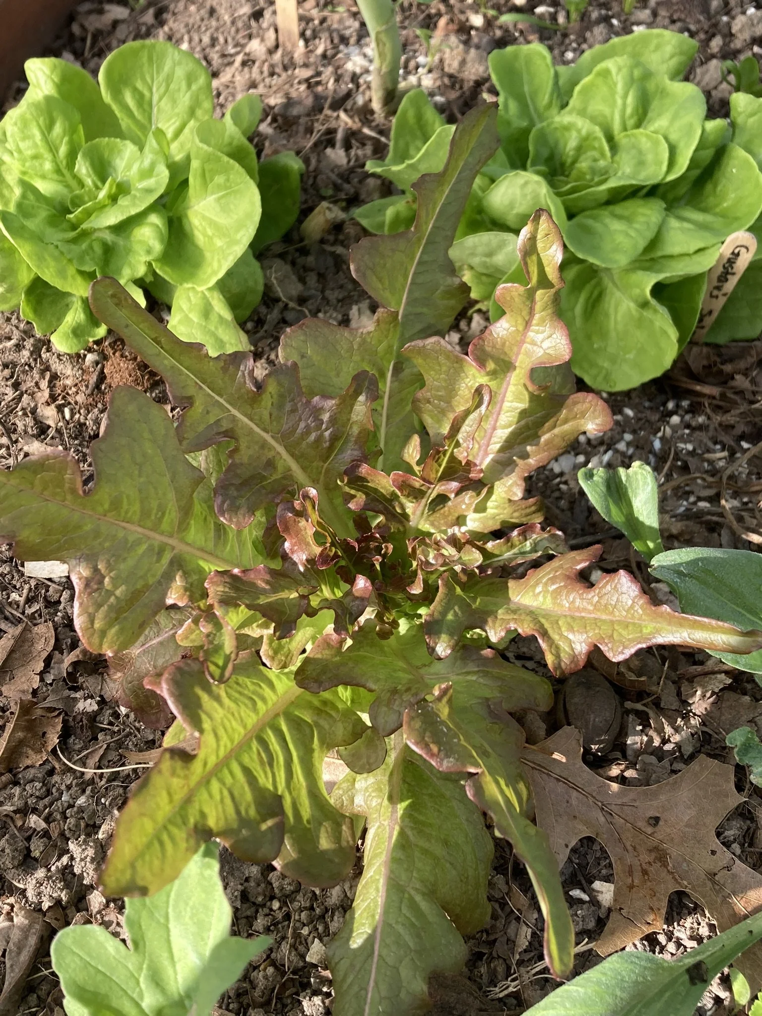 Rosette of oak-leaf lettuce displaying burgundy-bronze leaves with green undertones