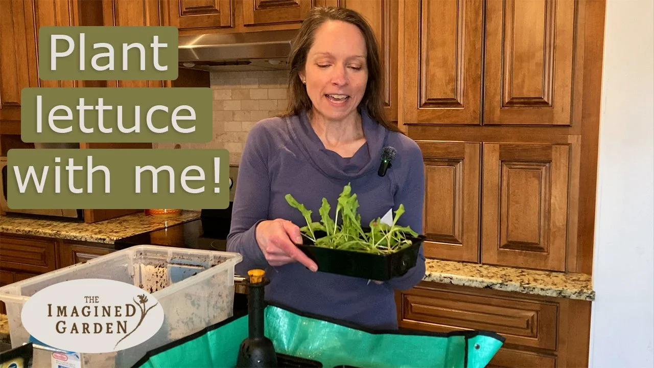 How to Start Lettuce - 2 Ways