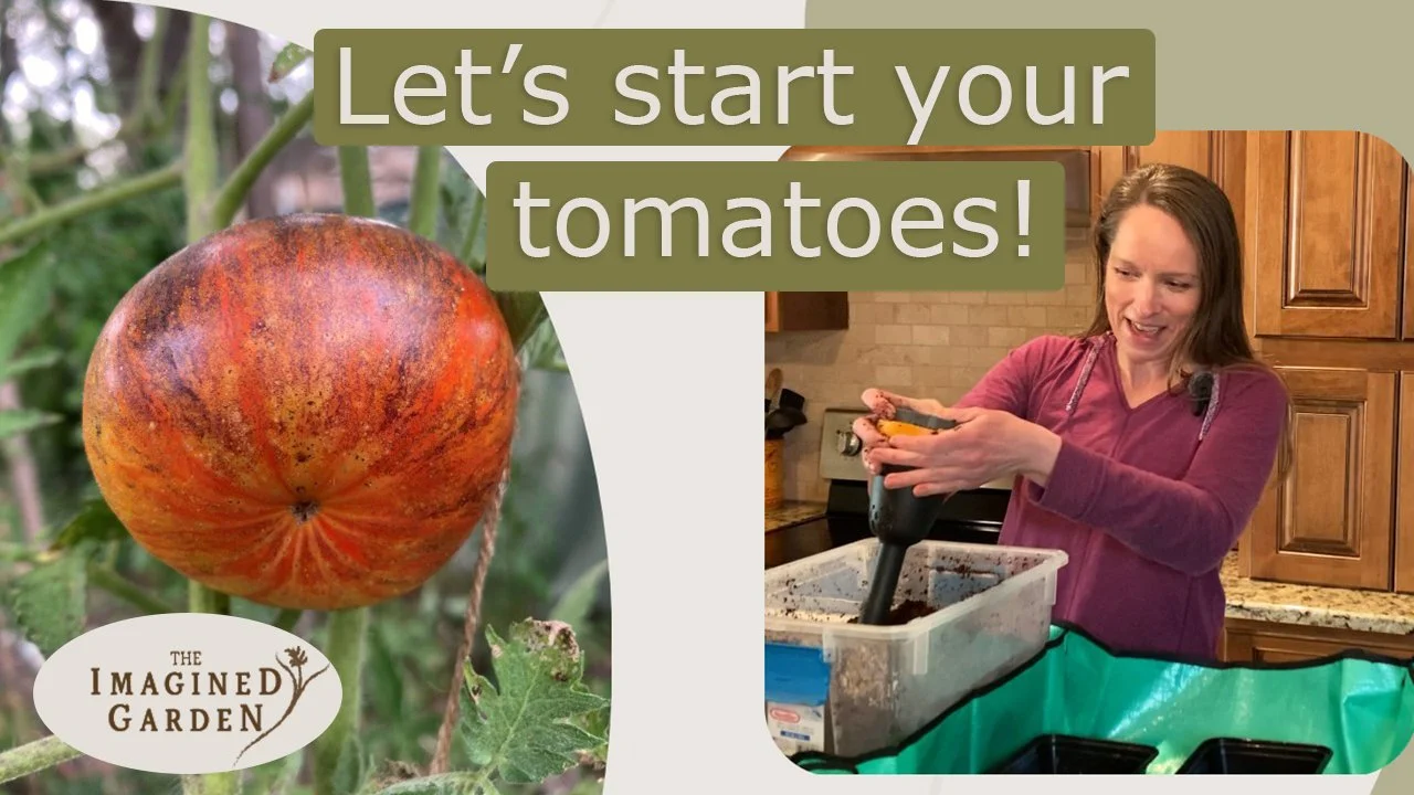 How to Start Your Own Tomatoes 
