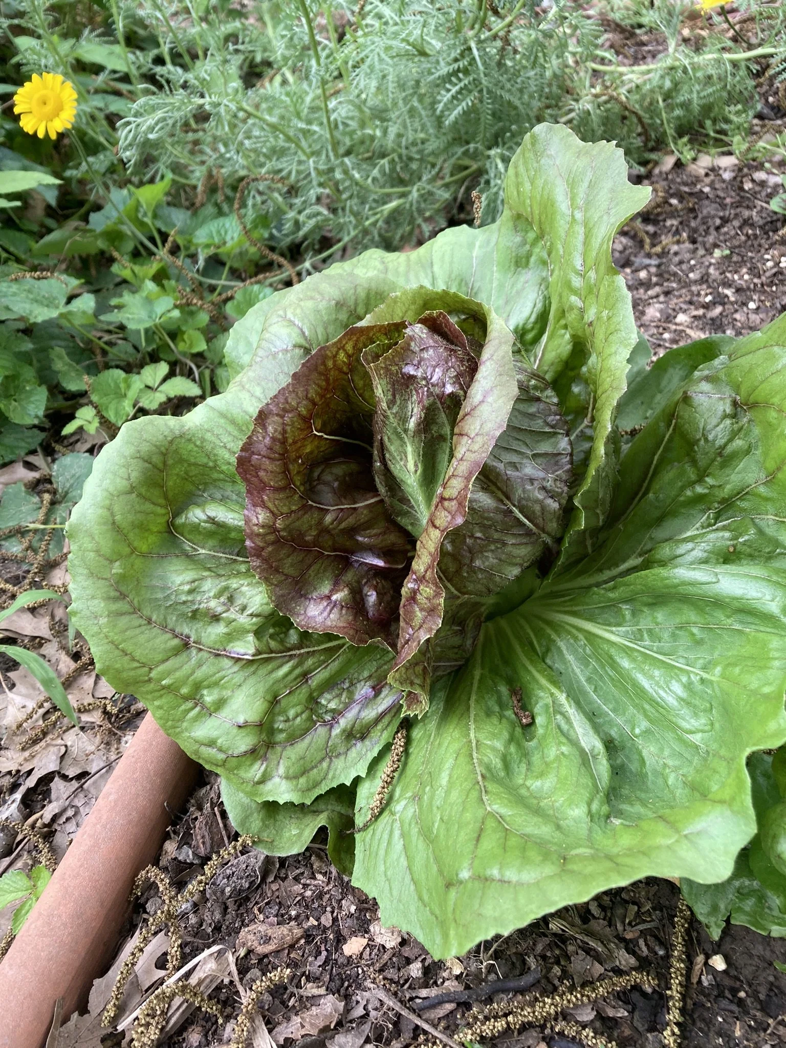 Homegrown radicchio started from seed