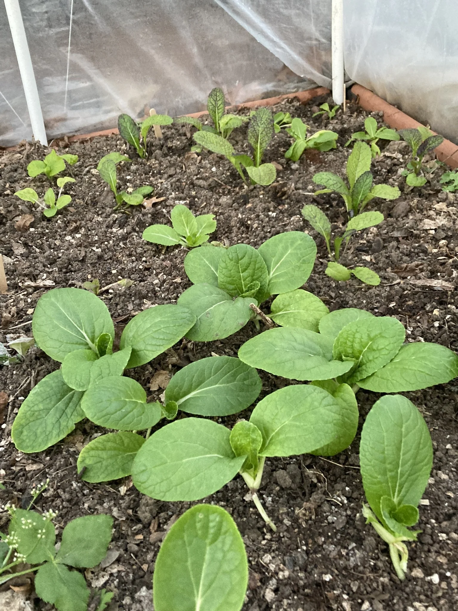White stems with flared green leaves on Chinese Cabbage in the foreground and light green leaves fringed  and splashed with burgundy on Mustard leaves in the background
