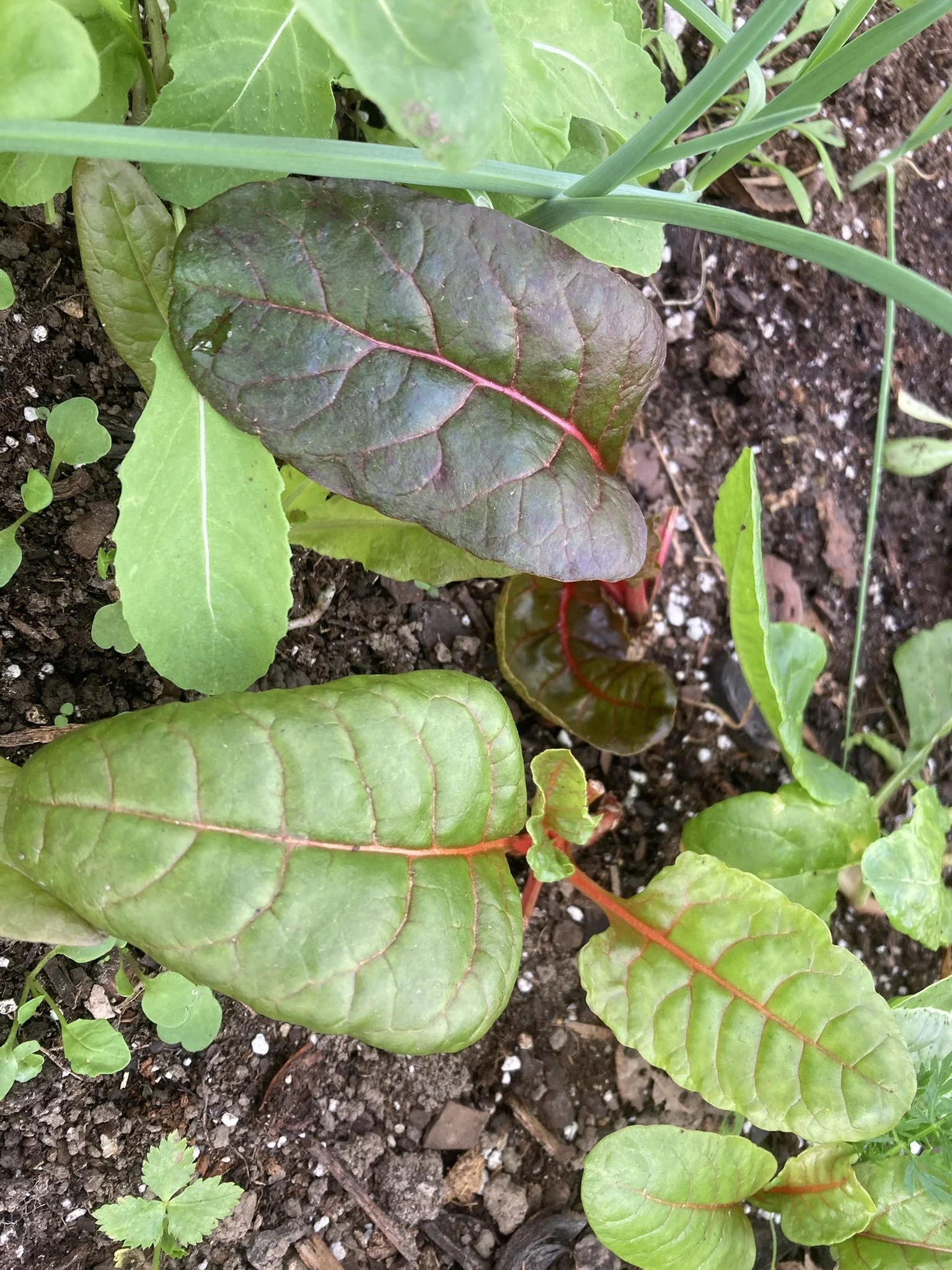 orange stems with bright green leaves and red stems with burgundy leaves on rainbow Swiss Chard