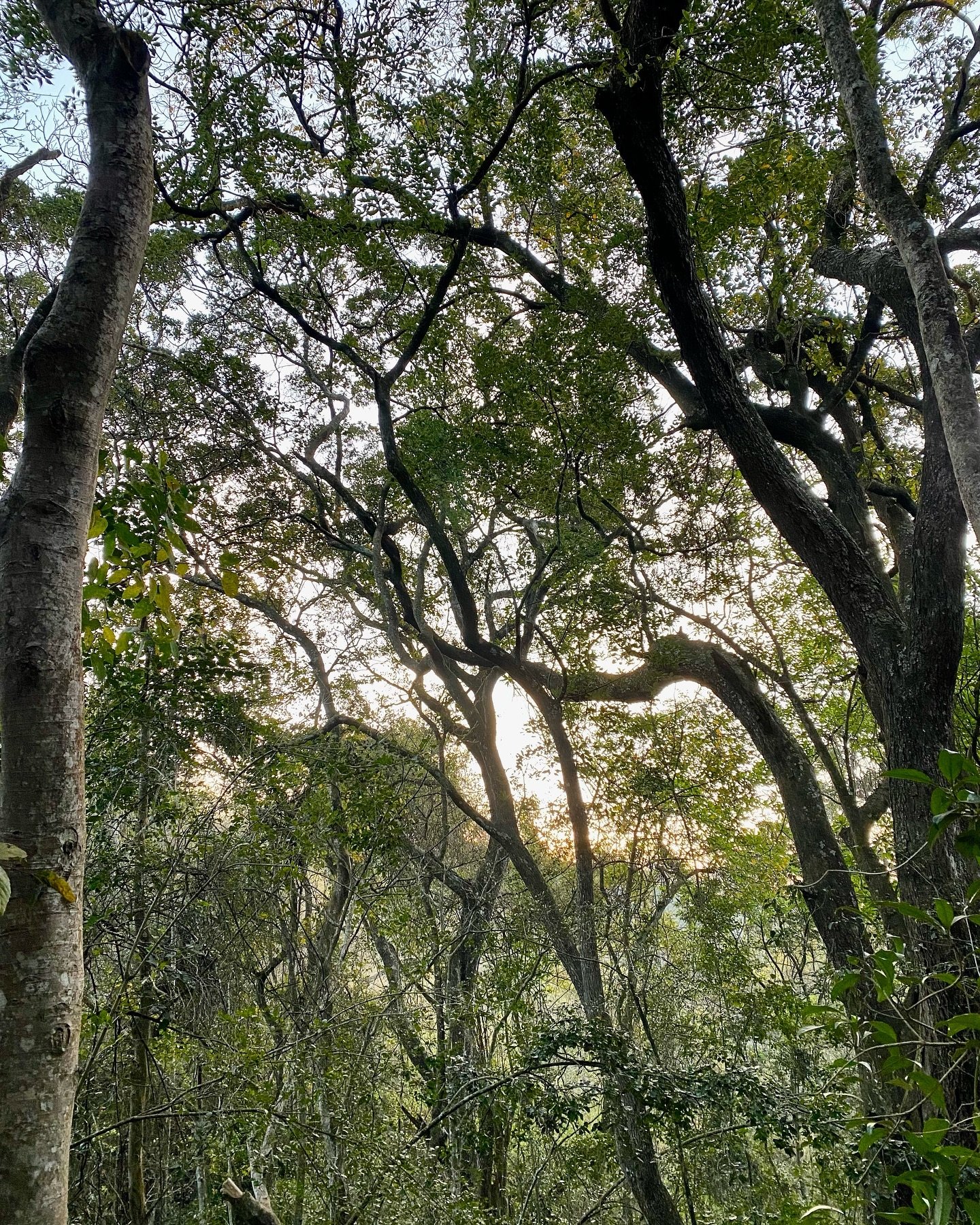 The on-site nature trail takes you past lookout rock, the boulders, our Eco-bush camp and butterfly bridge. You will find yourself walking through towering trees and may even spot some wild animals on route 🦅🦔🐗🐂🐾🦋🐒🐸

It&rsquo;s definitely wor