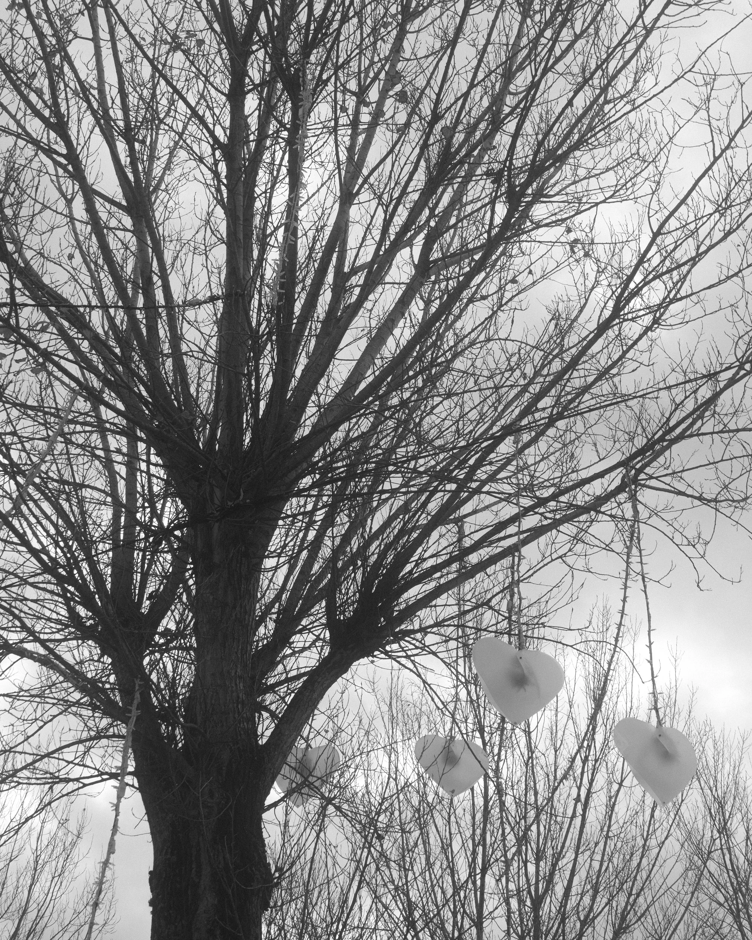 Bare tree with hanging heart-shaped decorations against a cloudy sky.
