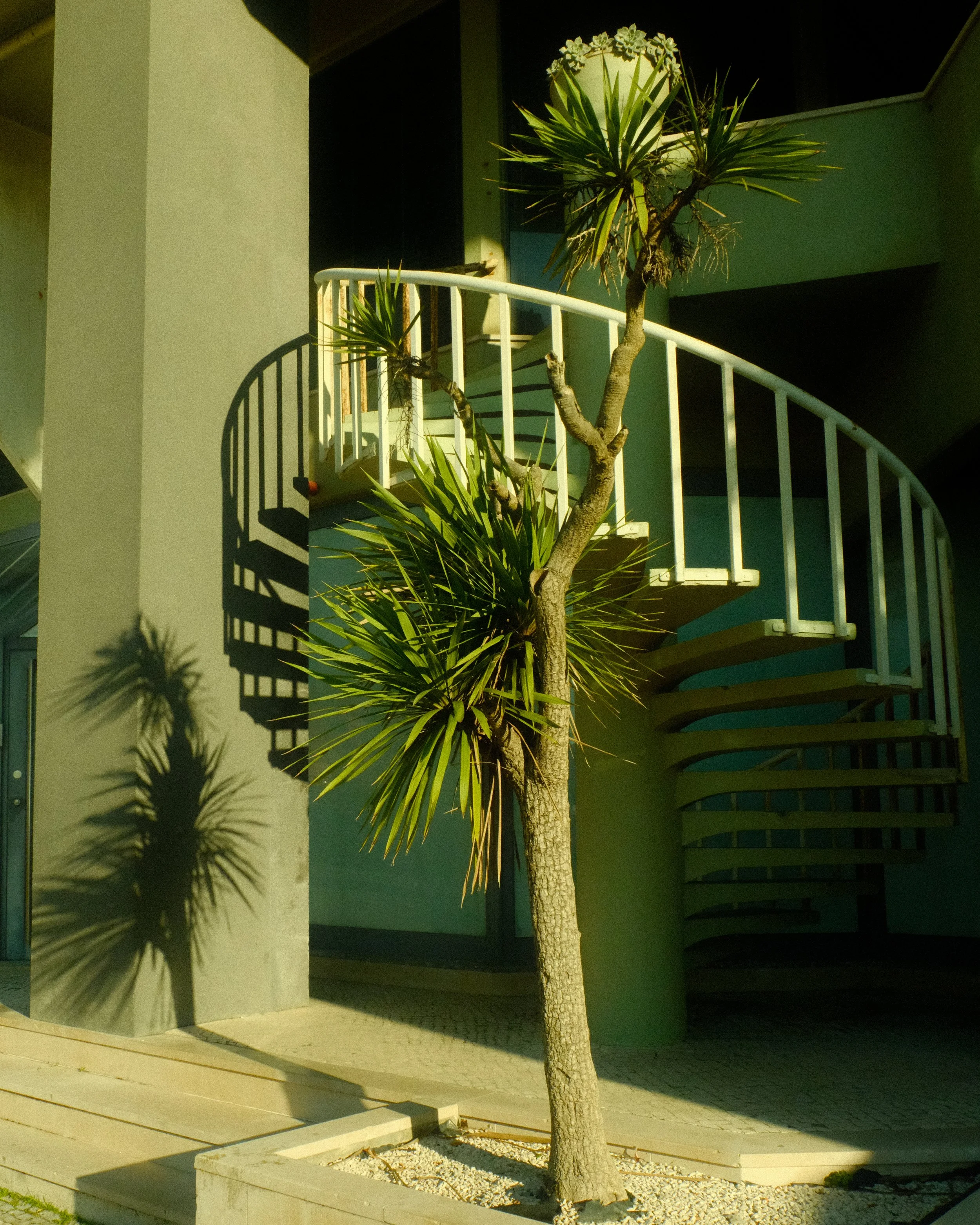 A spiral staircase in front of a building, with a tall, small palm tree casting a shadow on the wall and ground.