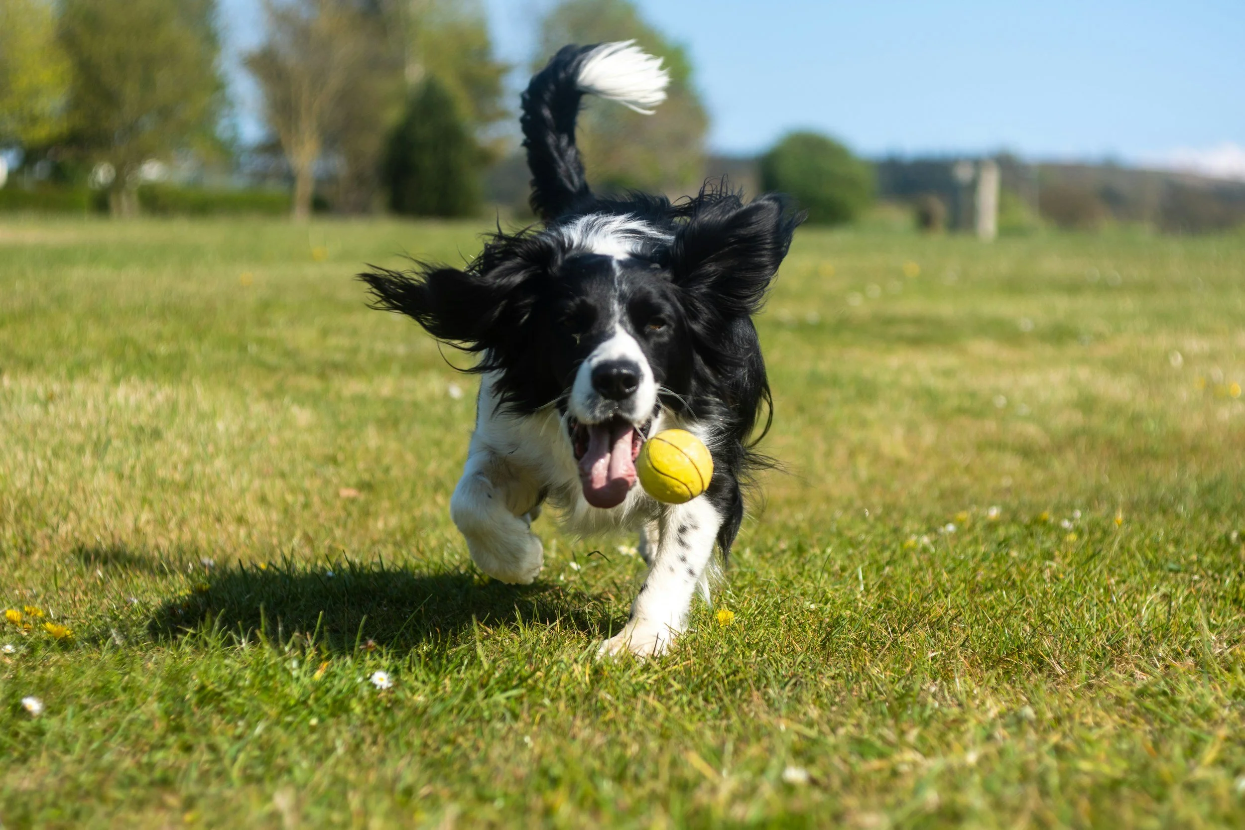 Dog playing with a tennis ball and having fun during a 60 minute pet visit personalized for them.