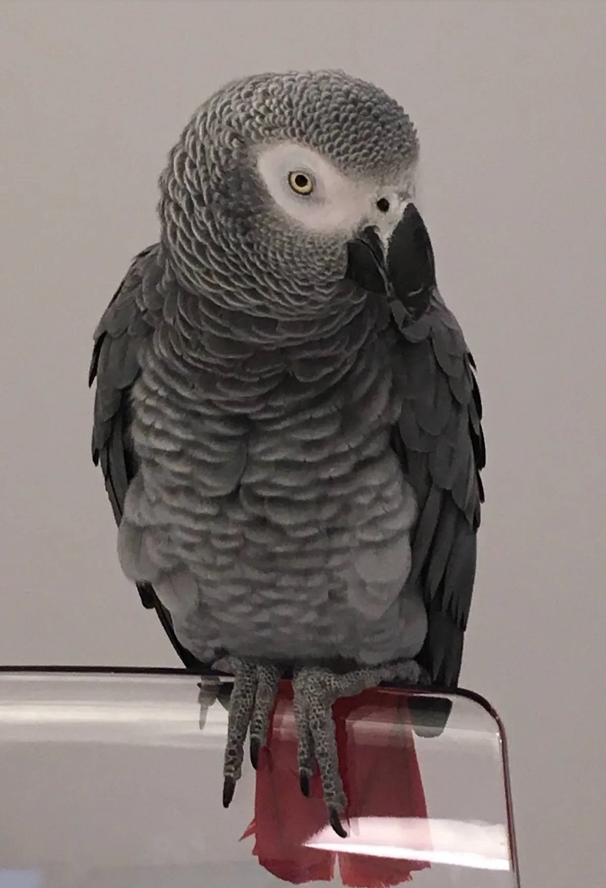 Big Paw client's parrot