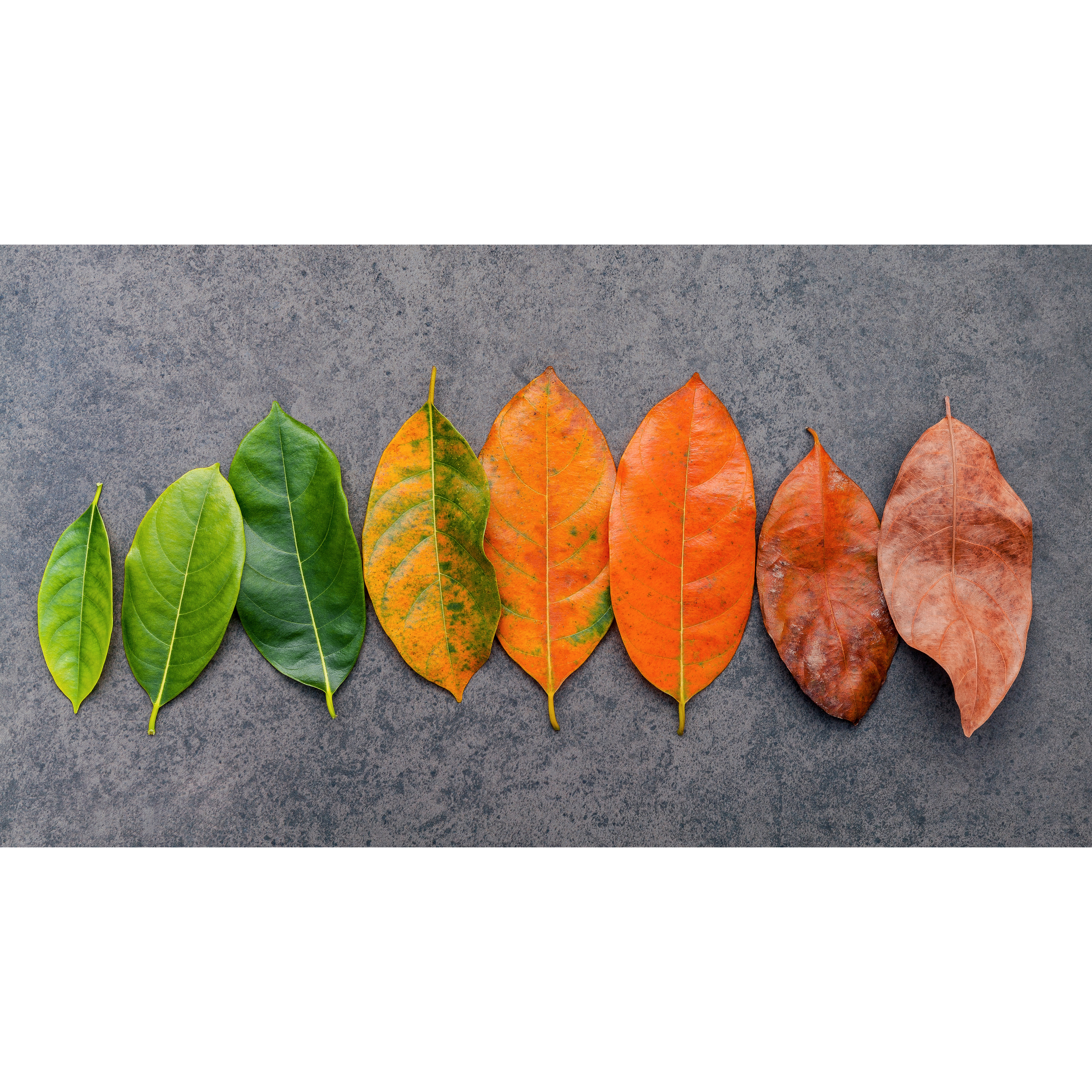 The Anti-Aging Power of NAD