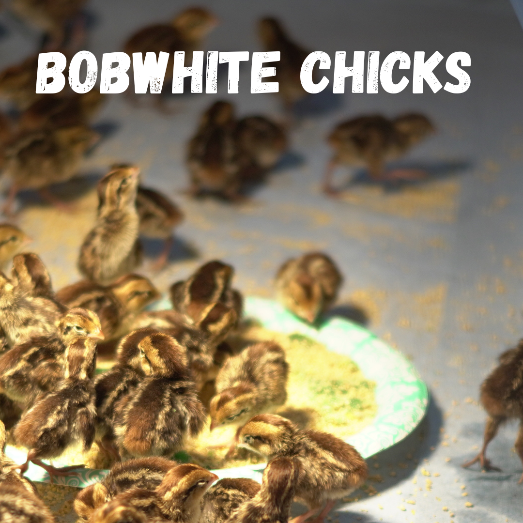 Bobwhite+Chicks++%28225+x+245+px%29+%2811%29.png (Copy)