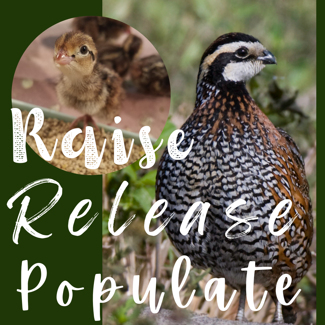 Raise+%282%29.png (Copy)