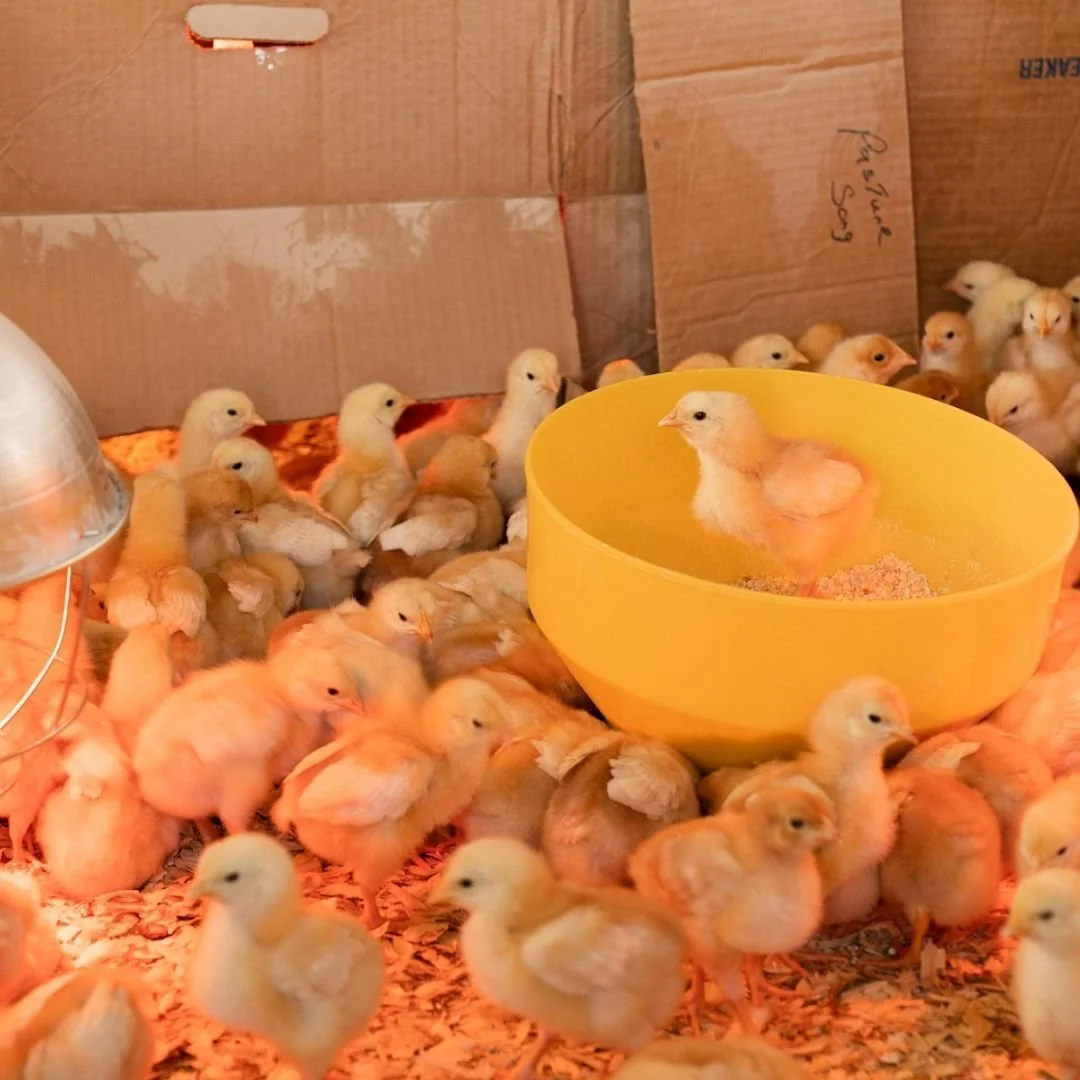 Copy+of+ducklings.jpg