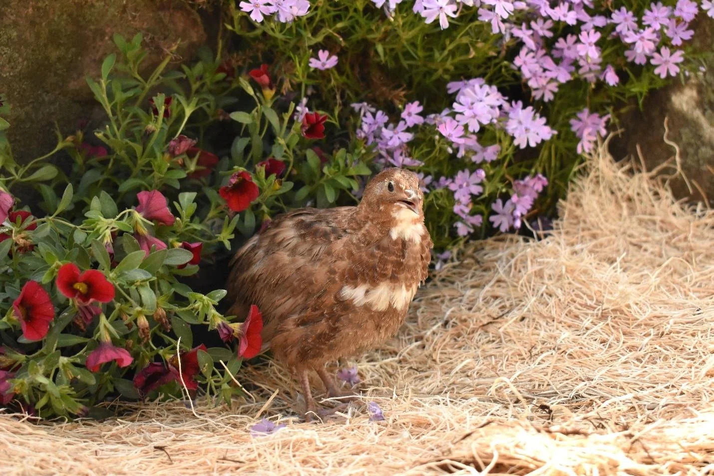 coturnix_colors132.jpg