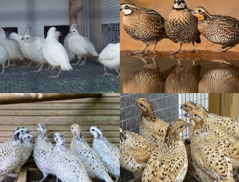Bobwhite Quail