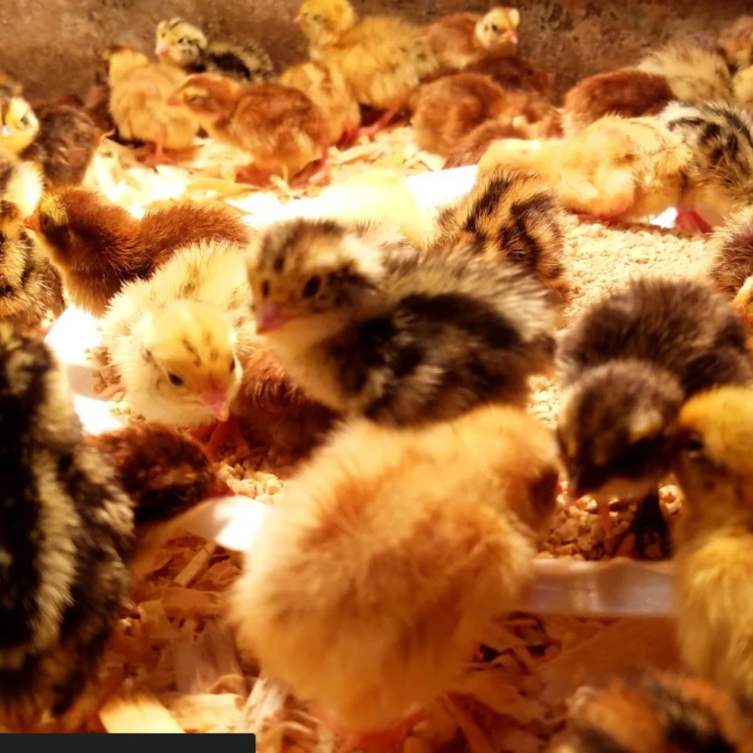 🚨 Our Jumbo Coturnix Are SOLD OUT! 🚨
 
We suggest, Our Standard Coturnix Quail! They are just 2 oz lighter but LAY EGGS LIKE CRAZY! 🥚🔥ONLY 7 WKS UNTIL FIRST EGG!!👩&zwj;🍳🧑&zwj;🍳🧑&zwj;🍳🥚🥚🥚🍳🍳🍳

Don't worry about having chickens in town -