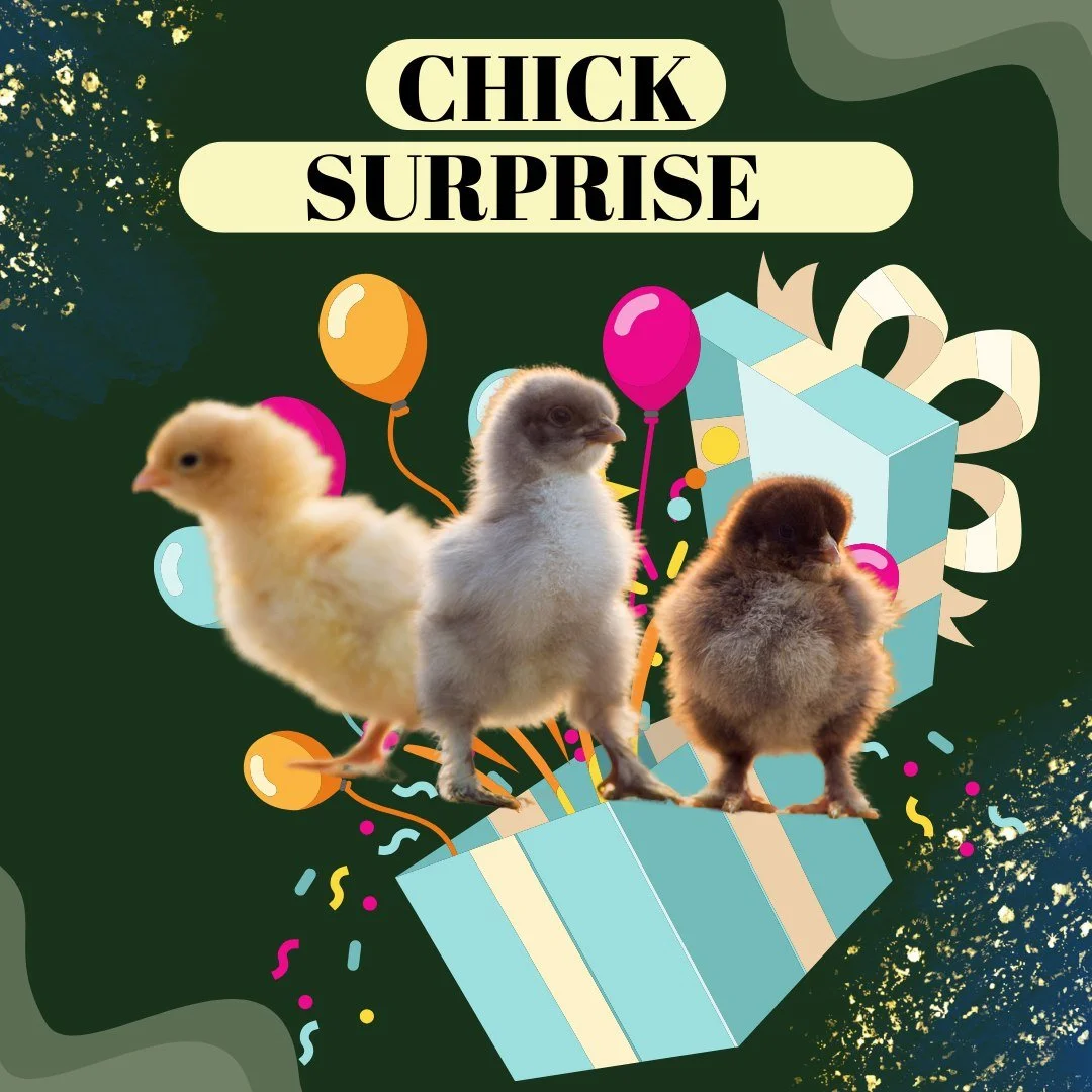 🐥 Get Your Pullet Chicks Before They're Gone! 🐥

We are now sold out for March and April.

Don&rsquo;t miss out 🌟 Hatch dates are filling up, so grab your pullet chicks now before they&rsquo;re gone.

We NOW have a new Chick SURPRISE! A mix of som
